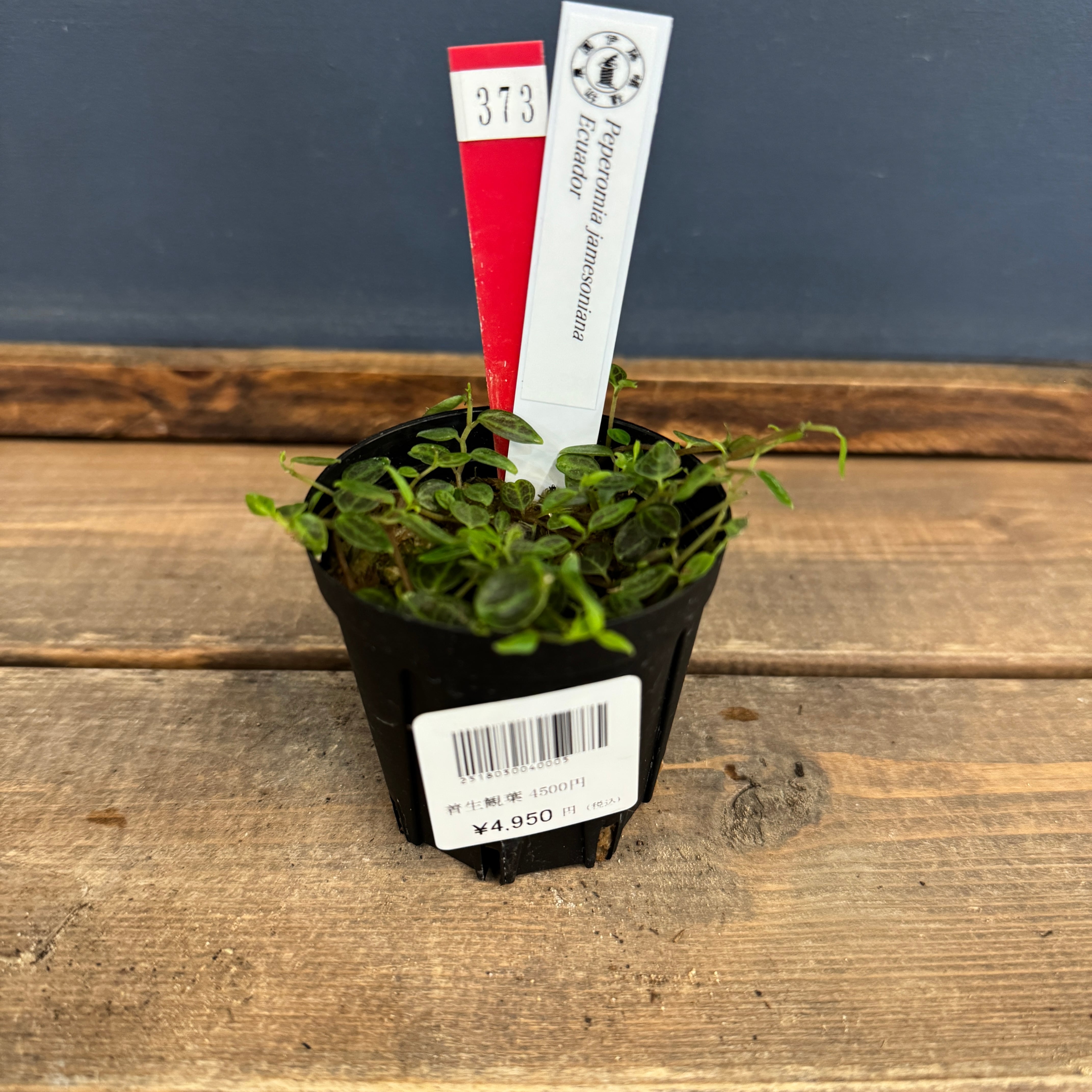 クリアランス】ペペロミア jamesoniana Ecuador【373】 | PROTOLEAF