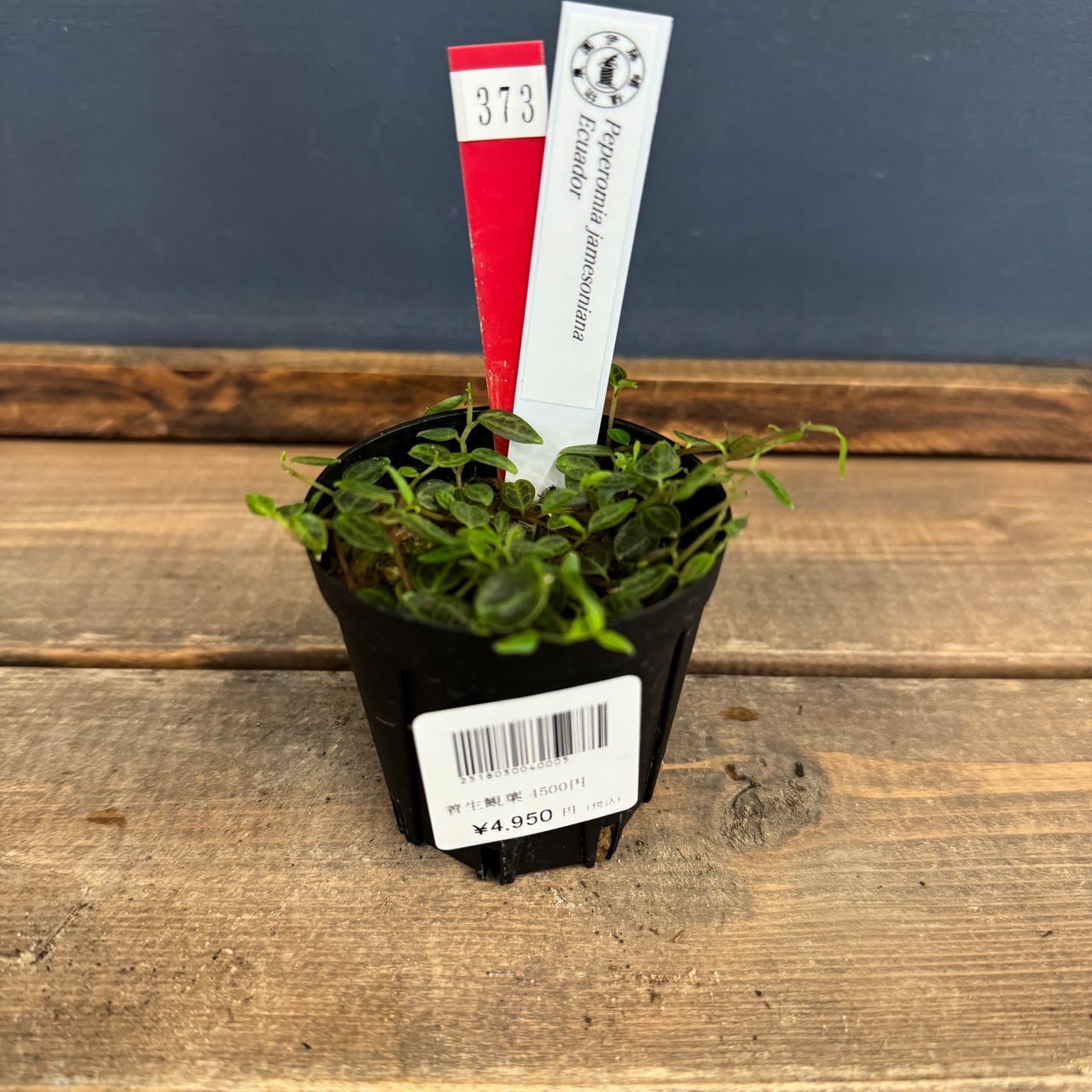 【クリアランス】ペペロミア jamesoniana Ecuador【373】