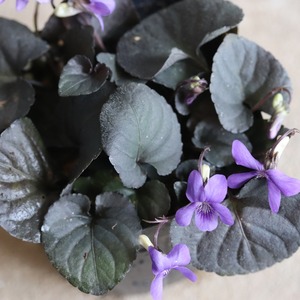 黒葉スミレ　ラブラドリカ　春のお花　小さいお花　ブルー系　宿根草