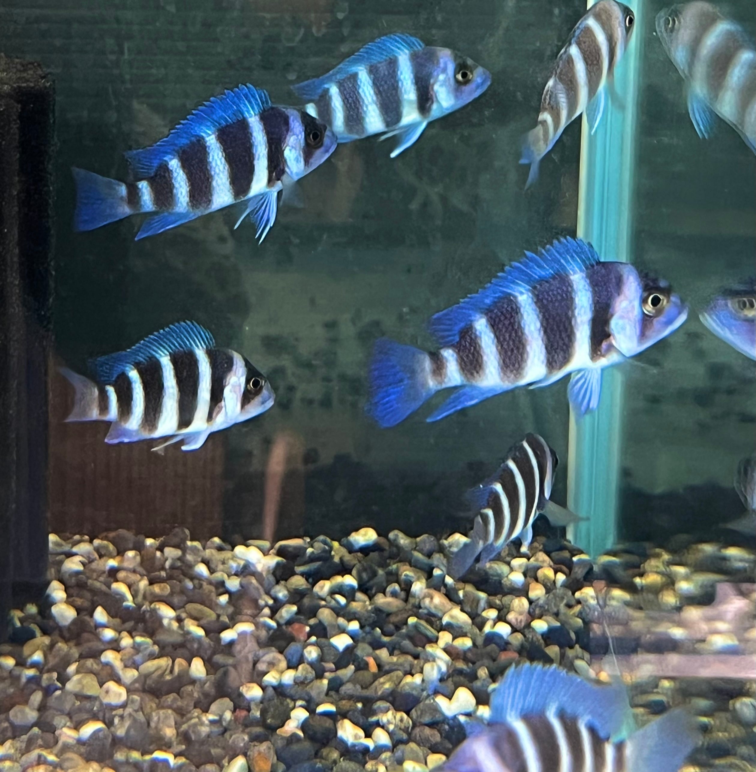 魚類、水生生物 【ワイルド】ザイールブルーモバ 大型オス個体 