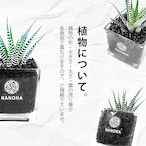 Gravel Plants 十二の巻黒砂利スクエアガラス　