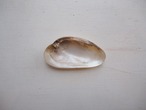 A piece of shell / FRANCE 1900s