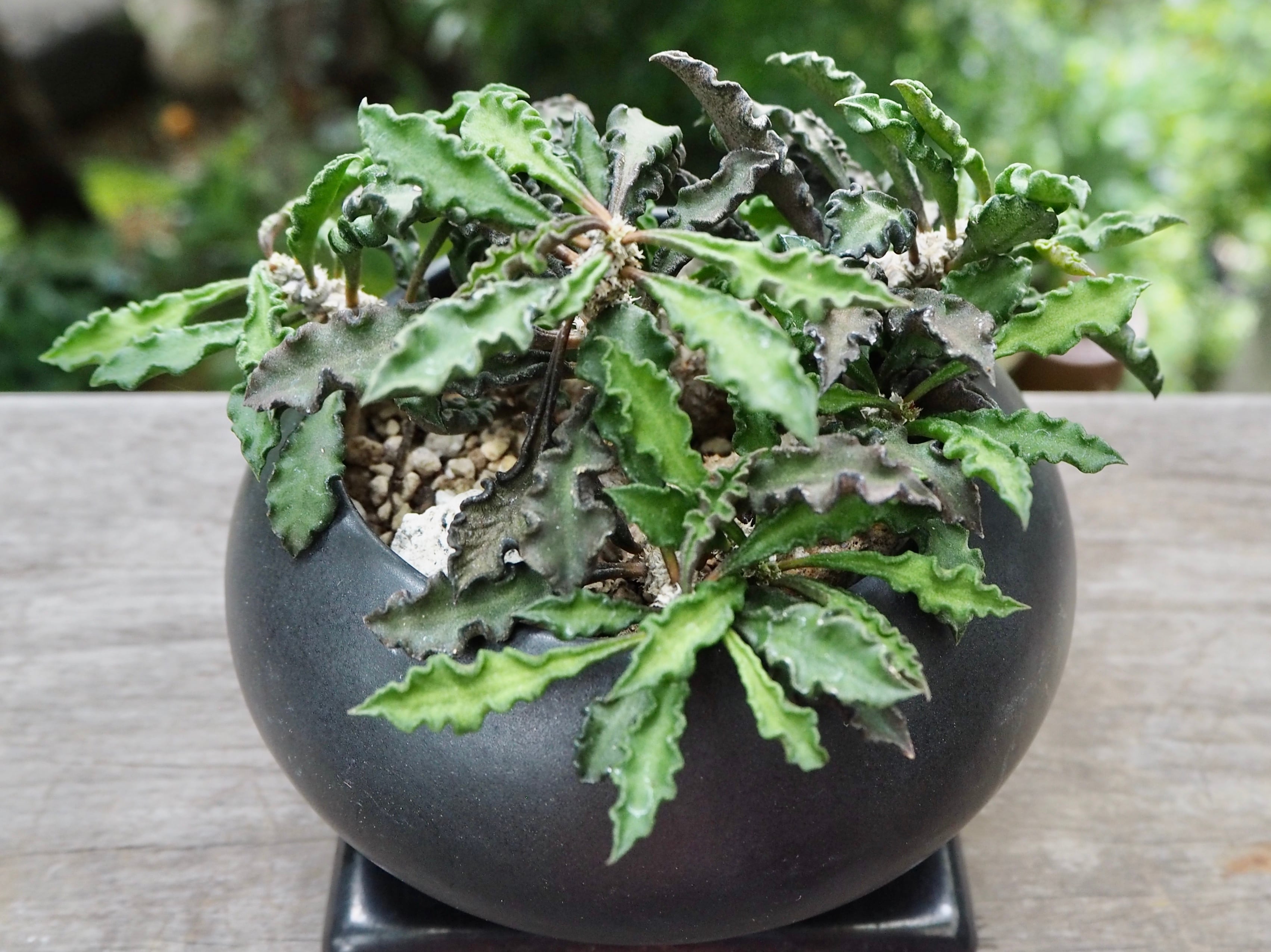 ユーフォルビア デカリー 多肉植物デイジーアンドビー ユーフォルビア デカリー 多肉植物デイジーアンドビー