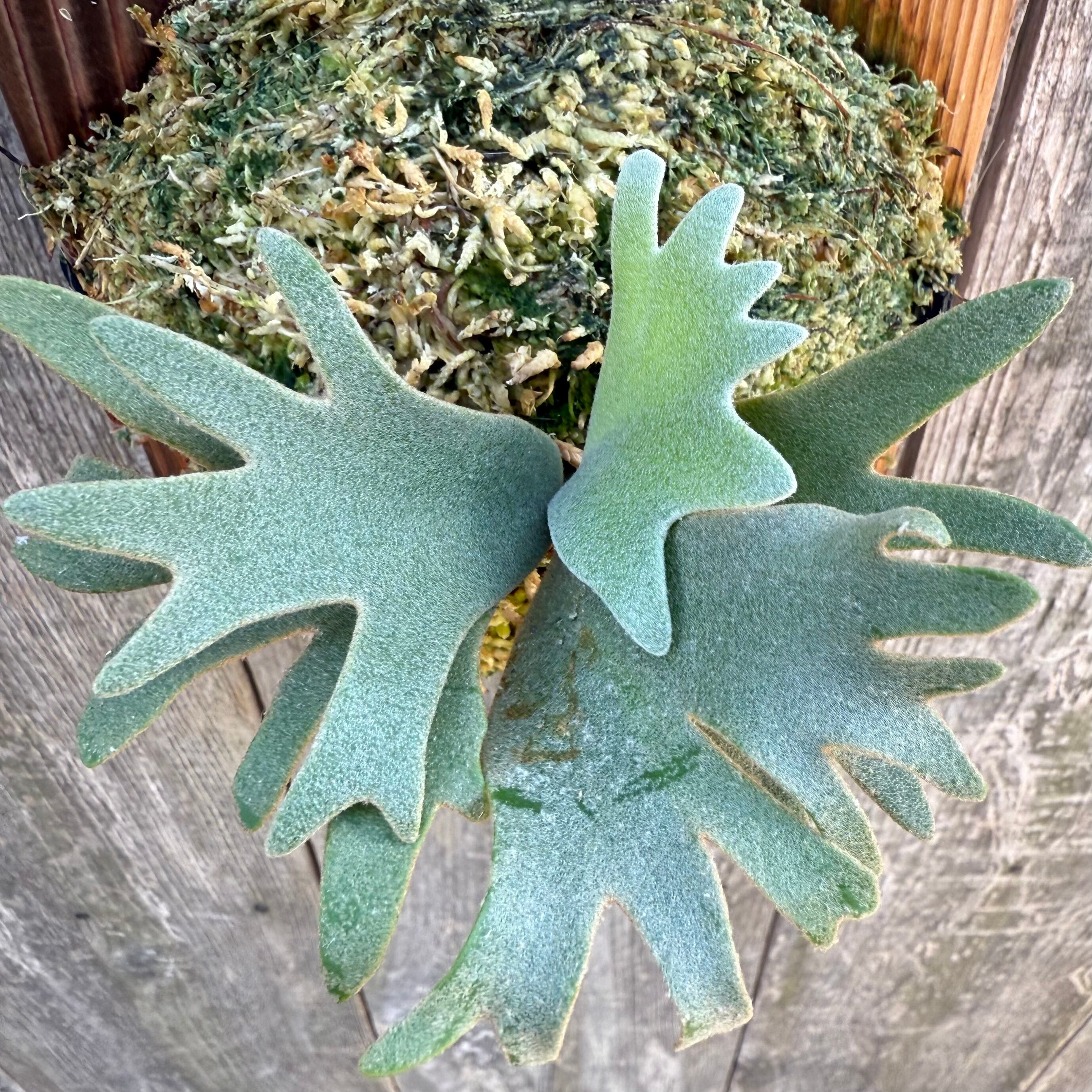 P.willinckii Yoda sporeling 子株 P. Willinckii Yoda first pup【artPLANTs】ビカクシダ