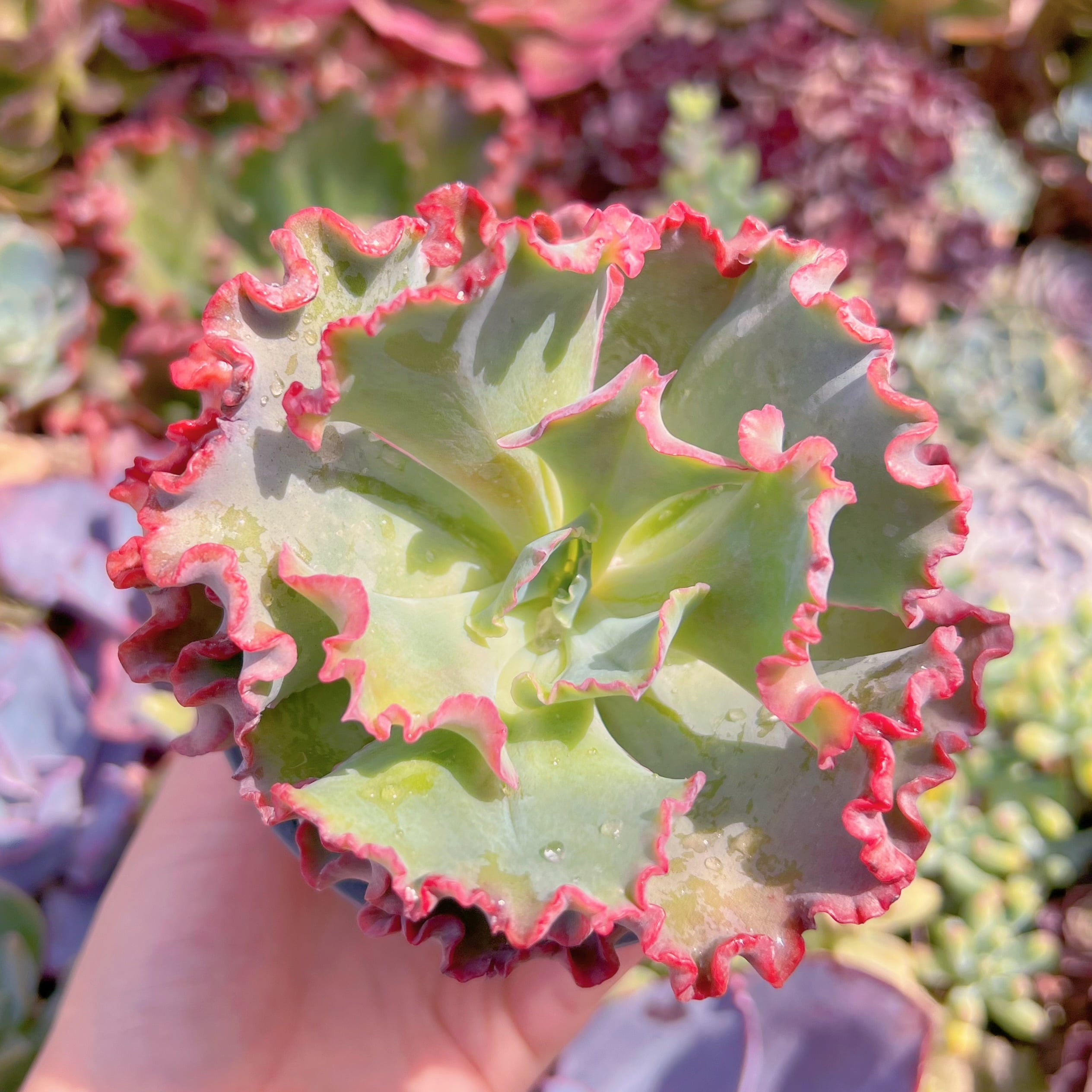 現品　女王の花笠#M120　大苗　るる農園
