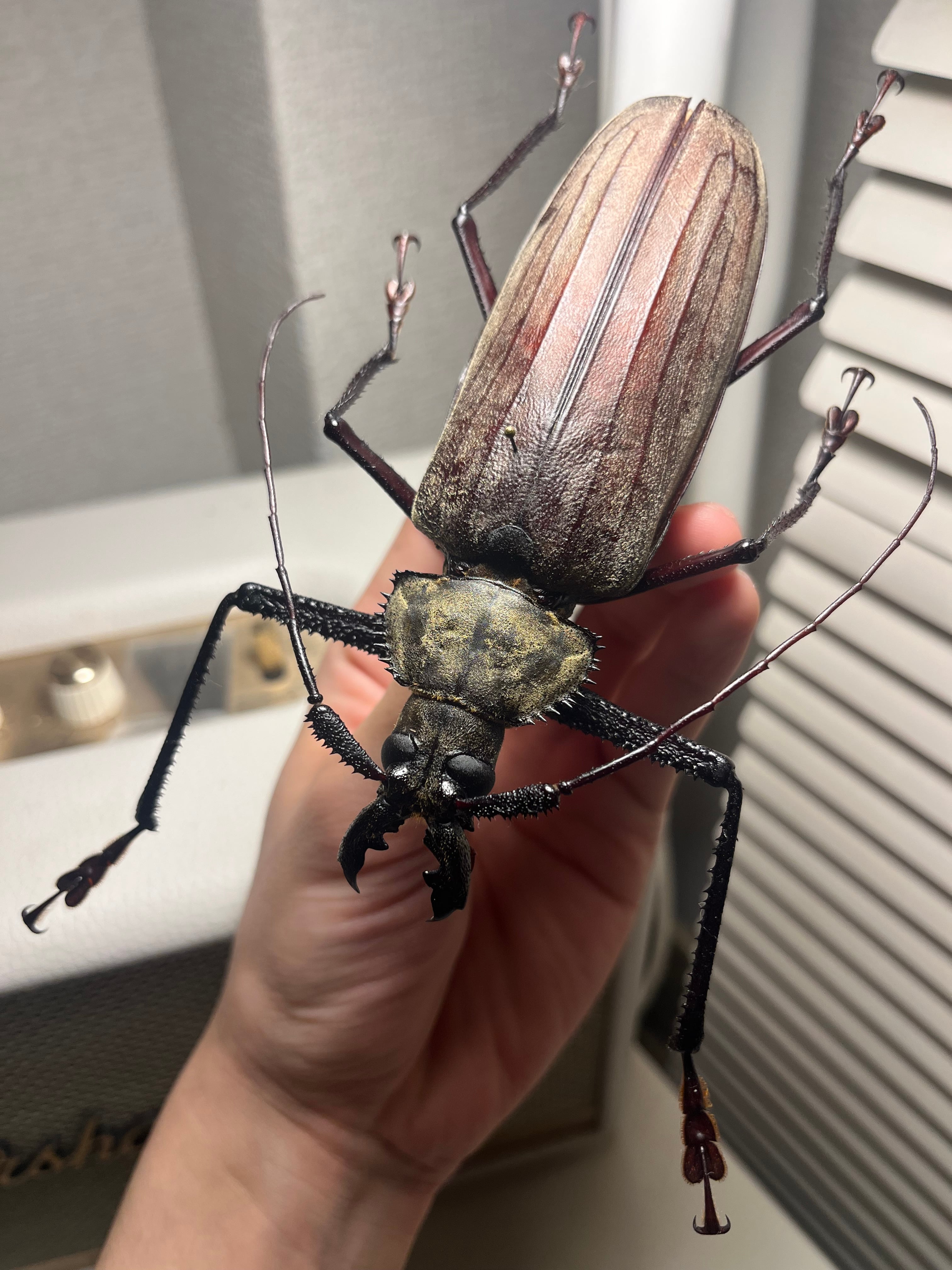 125mm♂】スジバネトゲフチオオウスバカミキリ ブルウスバカミキリ