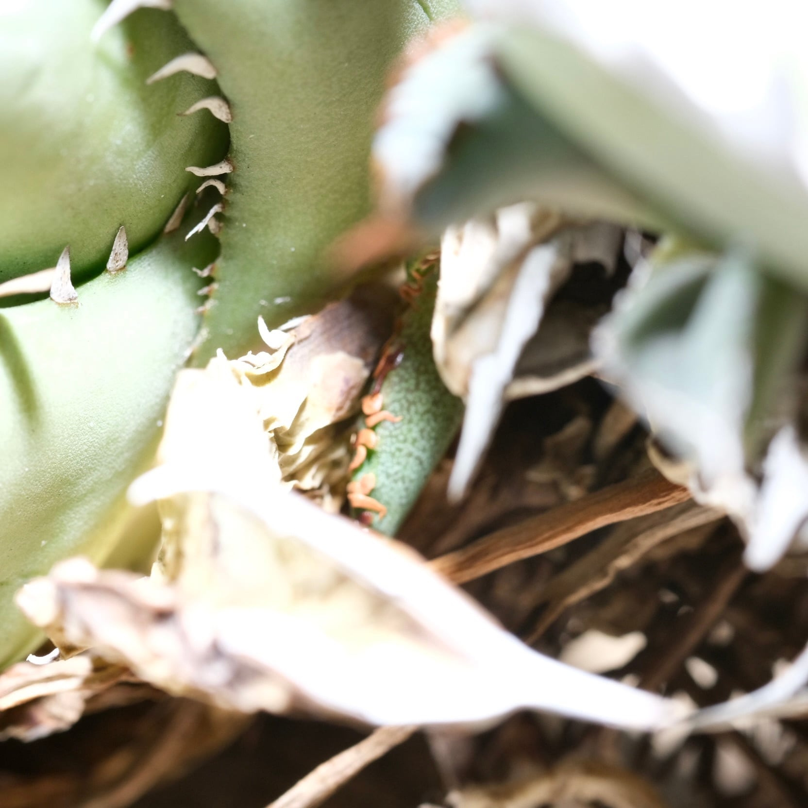 Agave titanota Wabi 阿修羅 双頭 21cm （子株付） | wabi