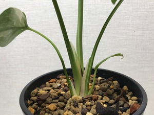 モンステラ タイコンステレーション