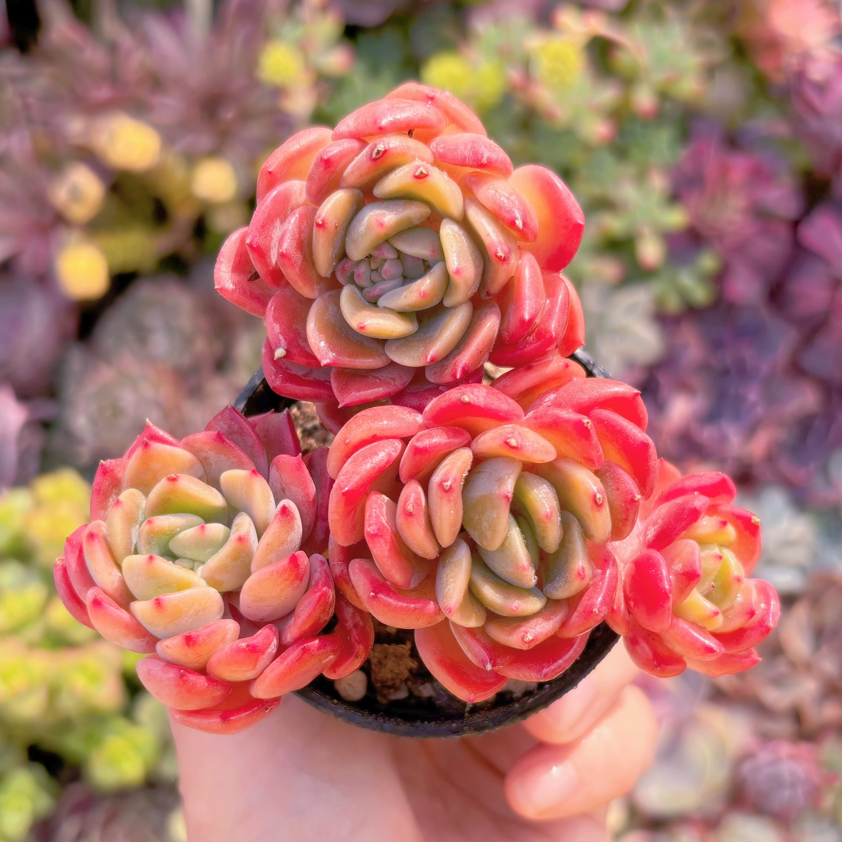 現品　プロディティール#K036　群生　新入荷　るる農園