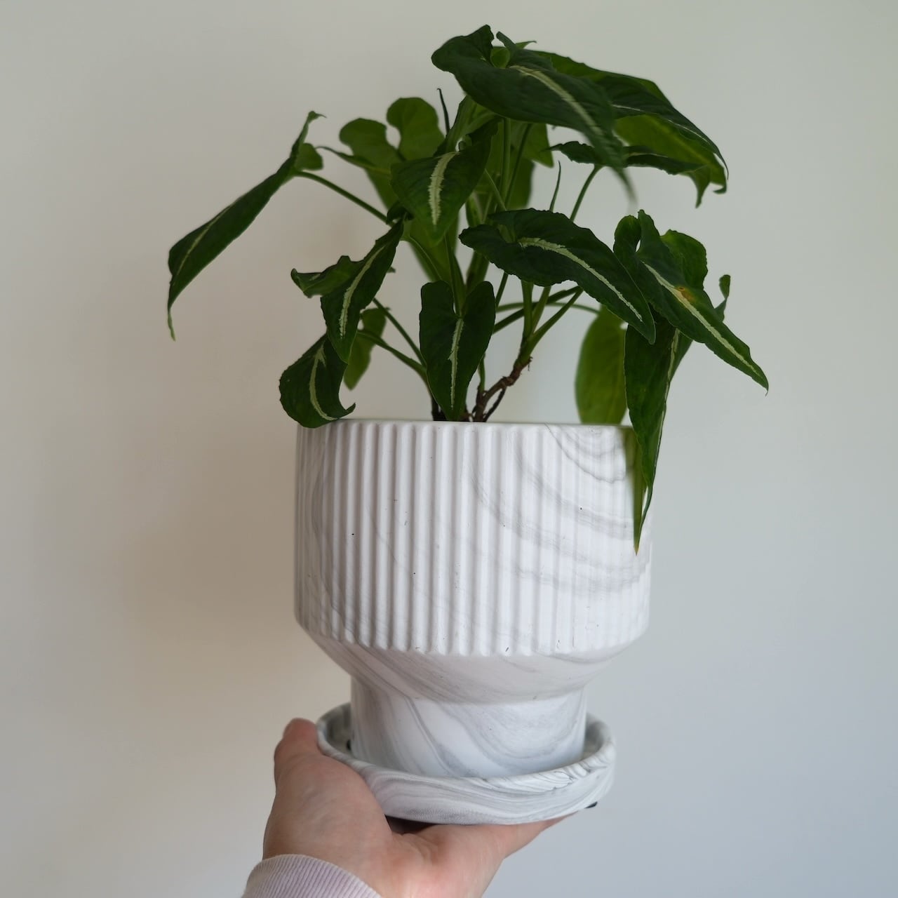 送料込み】観葉植物 シンゴニウム ブラックベルベット 5号サイズ 陶器