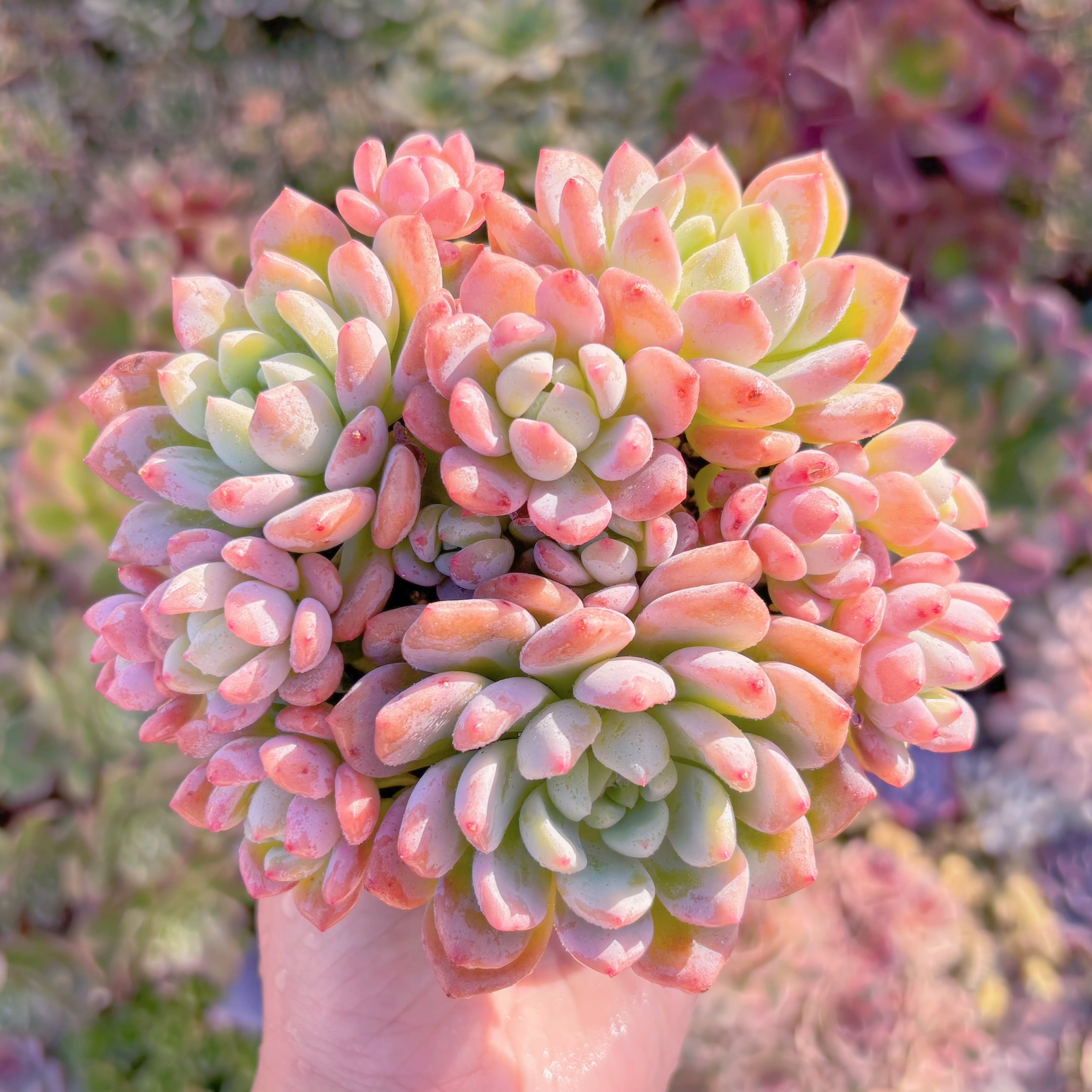 現品　プロリフェラxラウル#A032　群生　るる農園