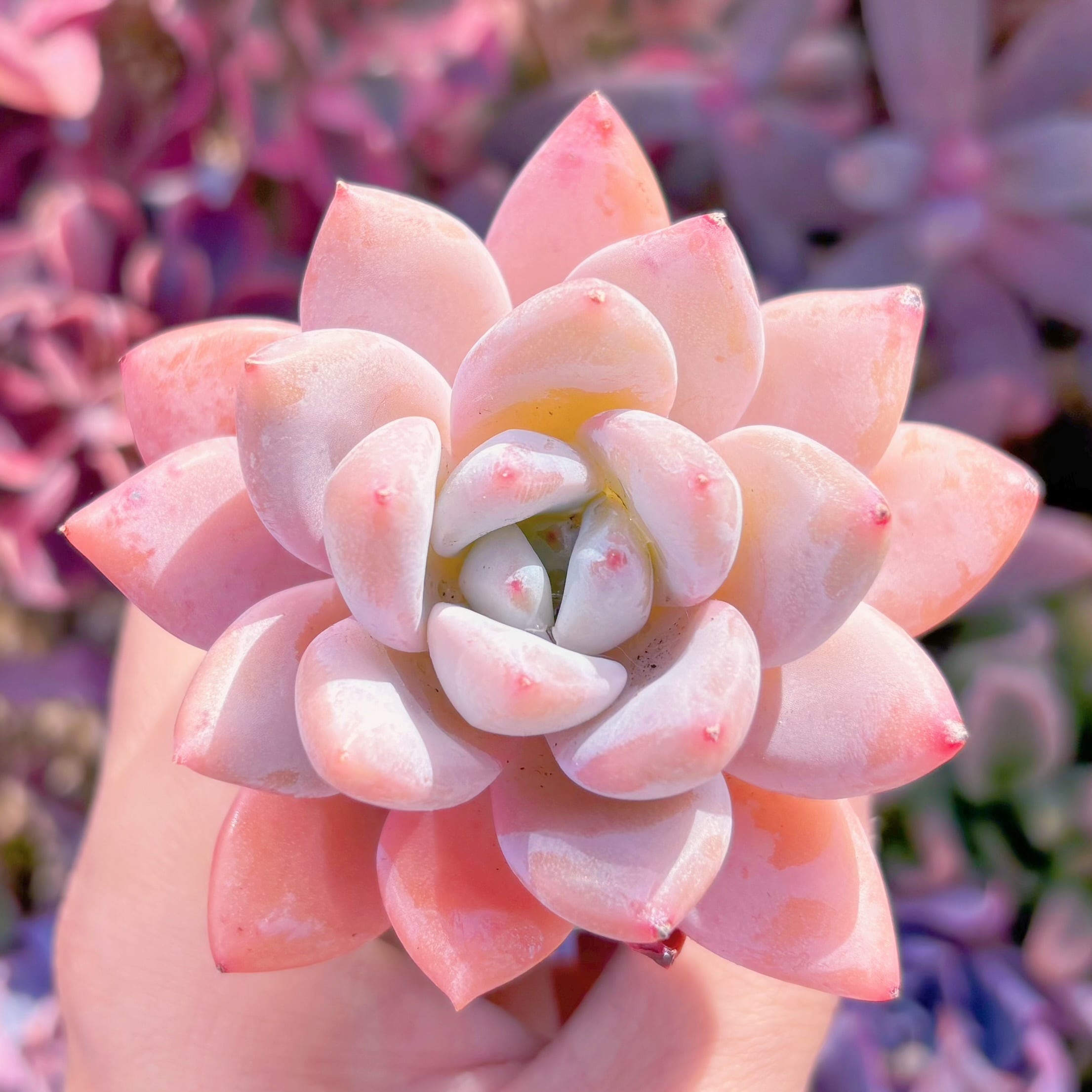 多肉植物　星雪　新入荷　るる農園