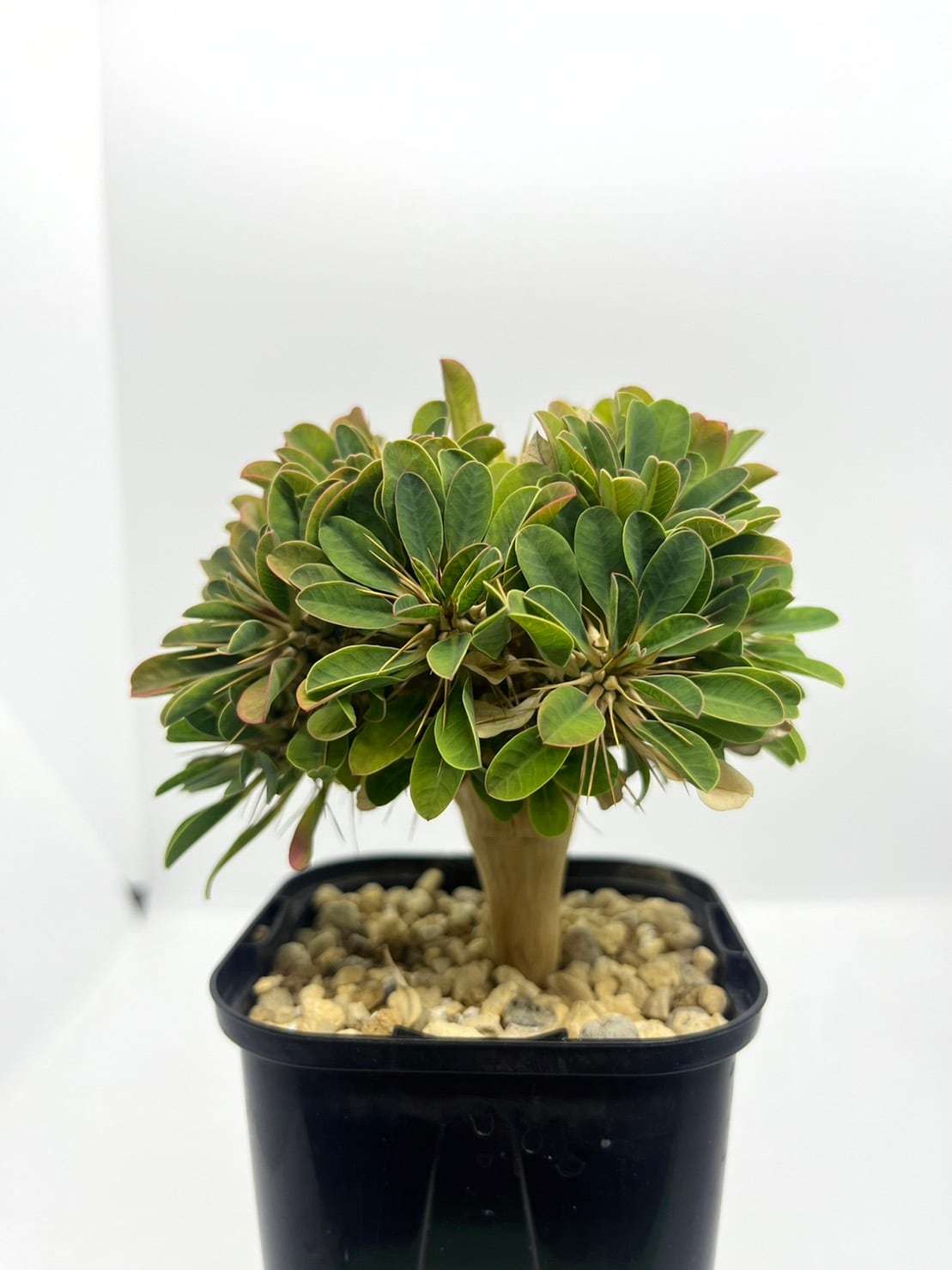 ユーフォルビア　デセプタ　【実生苗】 ユーフォルビア デセプタ 【実生苗】【抜き苗発送】