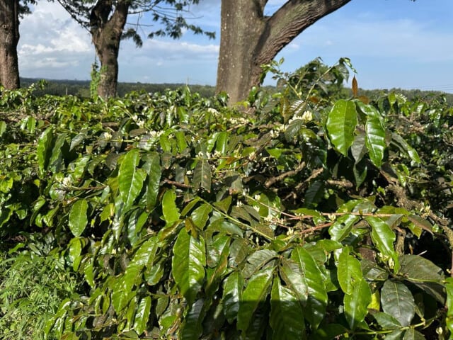 Tanzania Karatu AB Kilimanjaro Washed (200g) | SAFARI COFFEE ROASTER