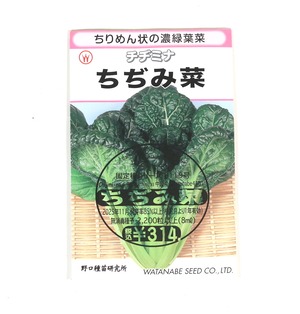ちぢみ菜｜夏の直売所で特に好評｜野口のタネ