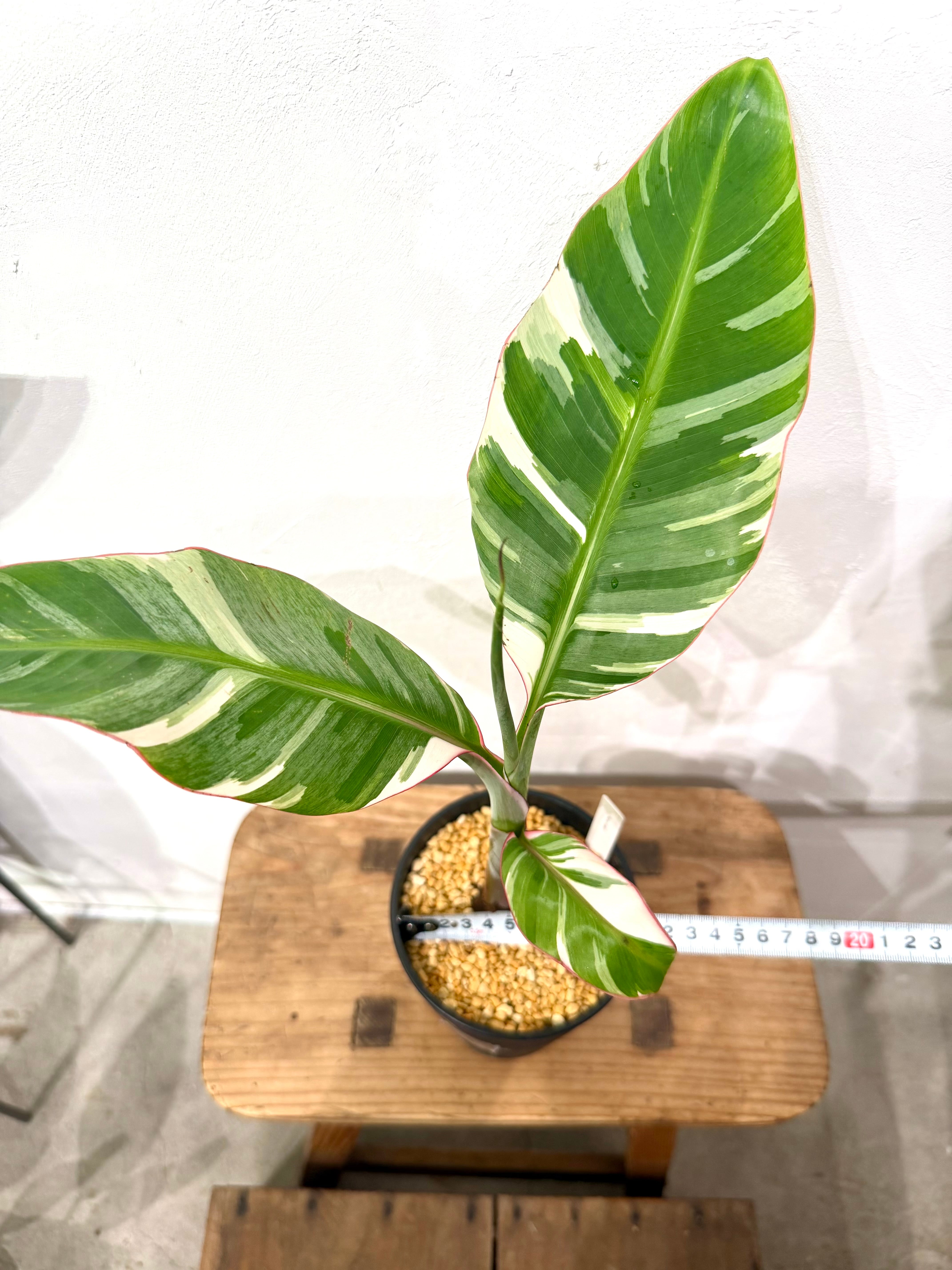 数量限定【超激レア植物A】斑入りのバナナムサアエアエ（ほとんど世に