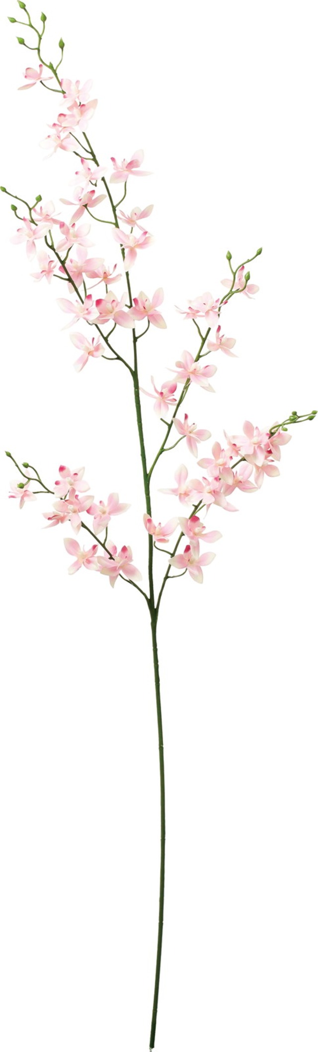 クラシカルオンシジューム　FA-7582 P　4961823152450