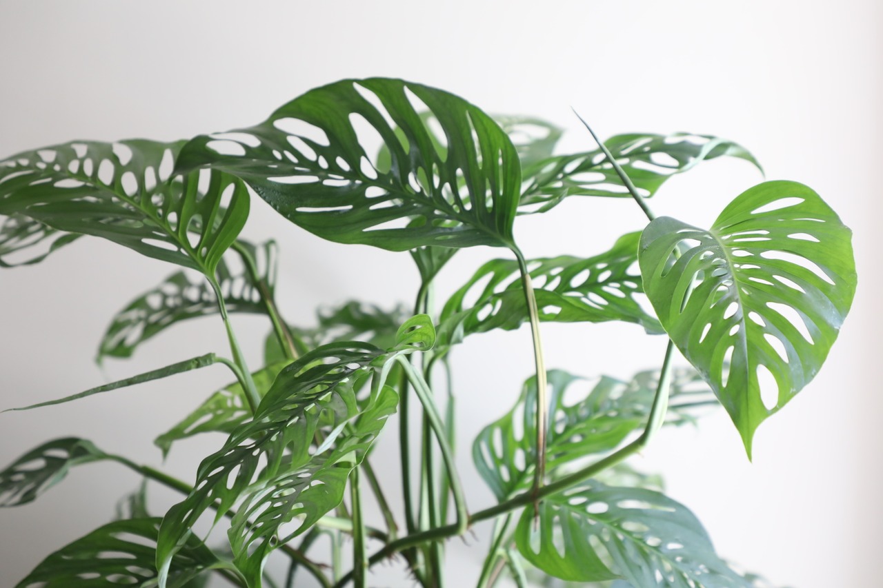 【都内近郊限定配送】【122cm】マドカズラ モスポール仕立て/Monstera Adansonii　※ウッド鉢カバー別売り