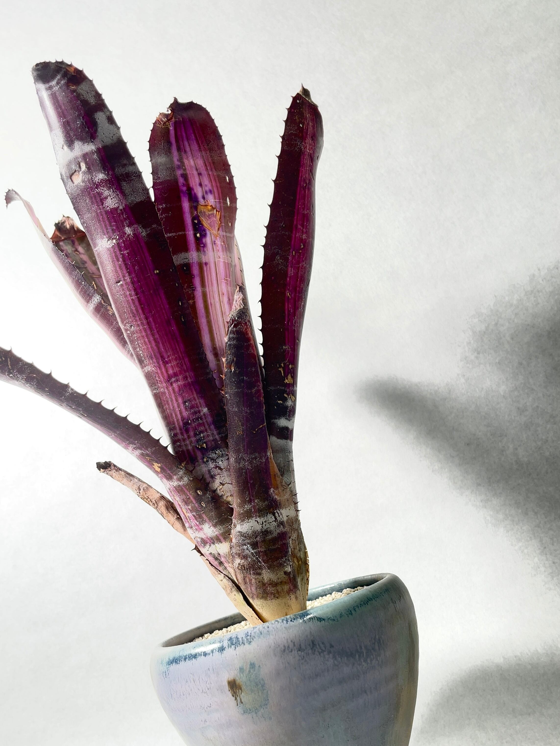 エクメア・ロベルトメネスカル | trigger