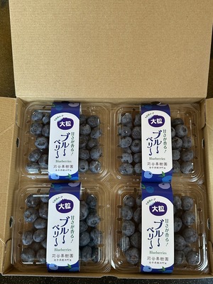 【2L】【約500ｇ】小分けパック（125g×4パック入り）大粒ブルーベリー