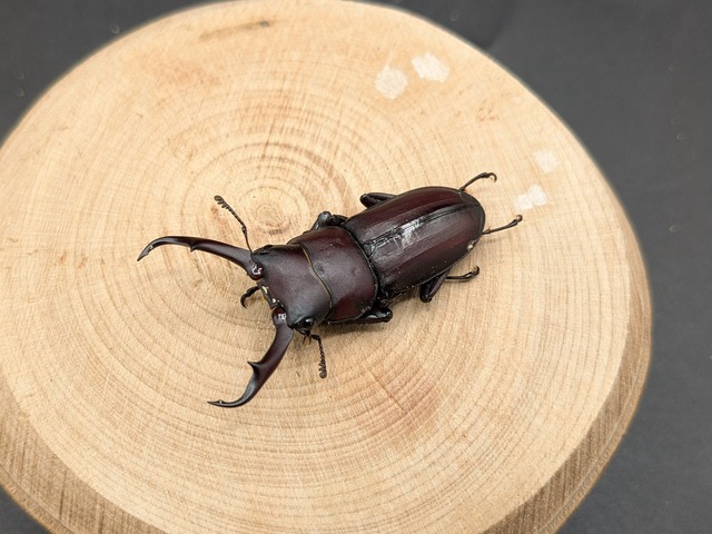 ヤクシマコクワ　♂38ｍｍ♀23ｍｍ　