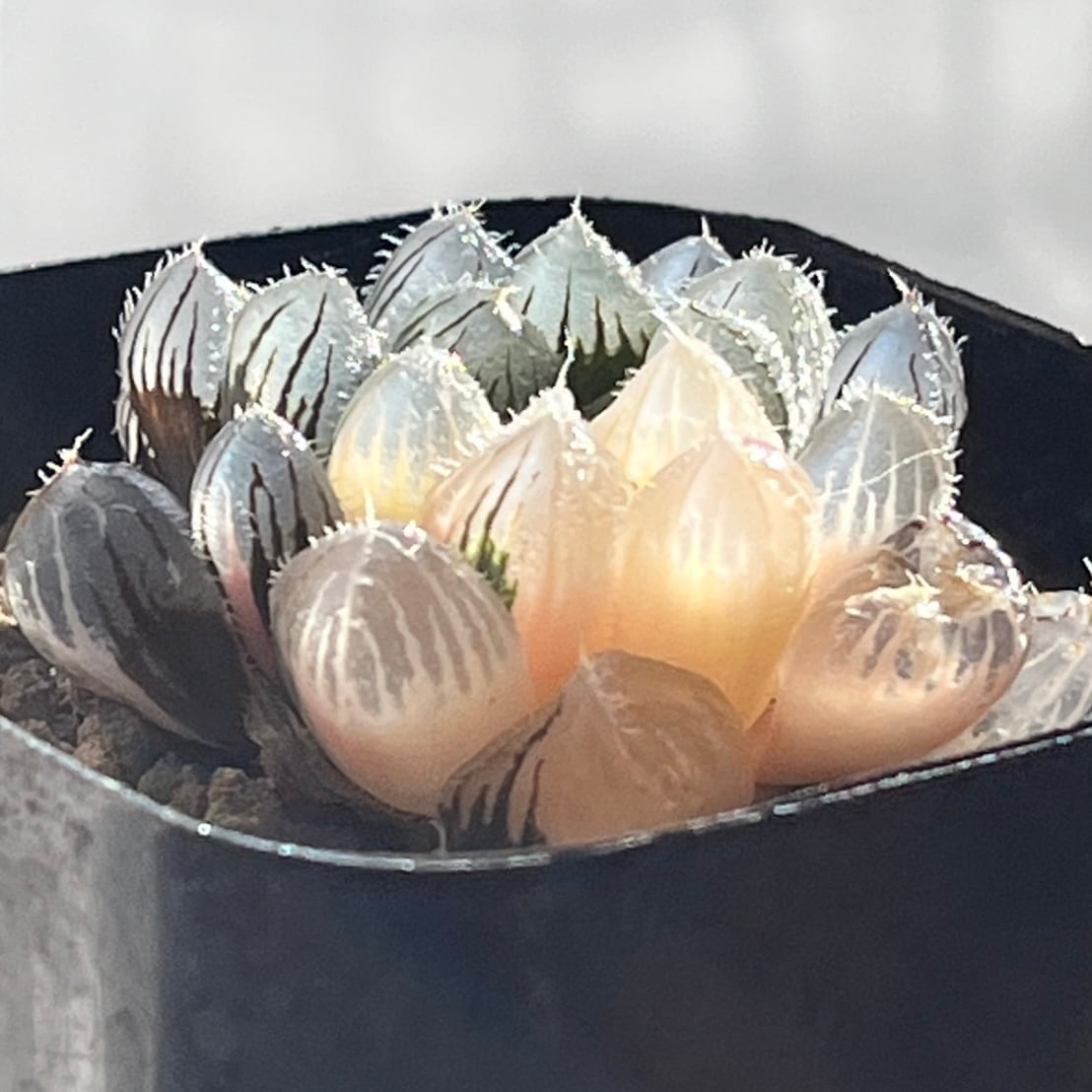 ハオルチア オブツーサ錦 秋おもい | mocono_plants