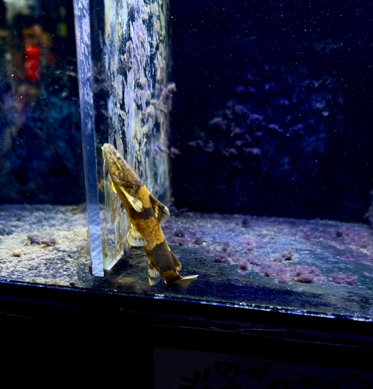 ワイルド・ジャウーぺドラ（コロンビア） - 5