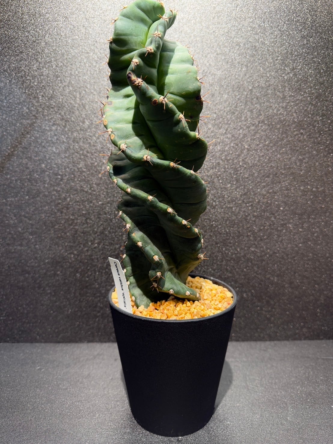 セレウス　スピラリス　8寸 3番　サボテン セレウス スピラリス 8寸 3番 サボテン