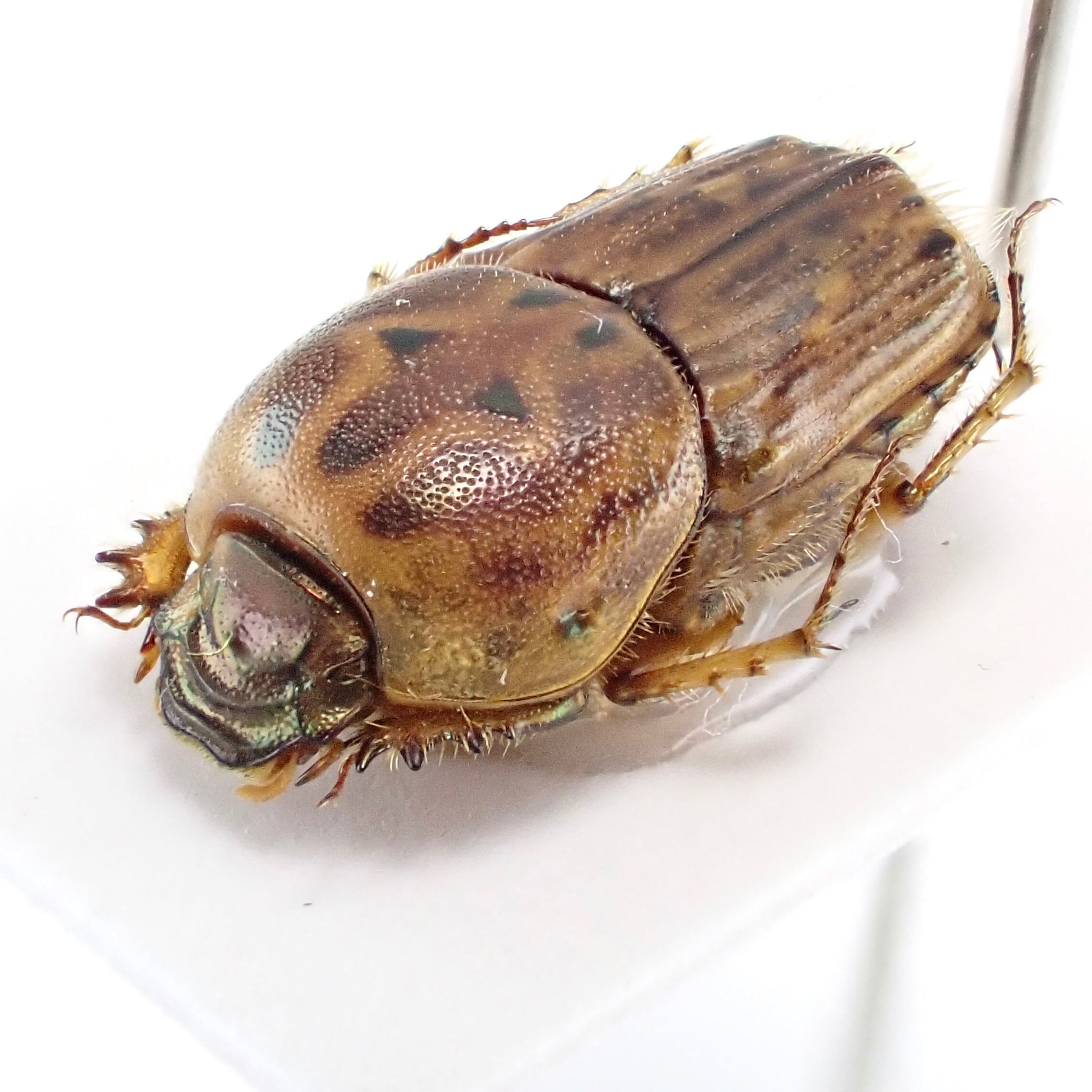 アルジェリア産 Euoniticellus pallens ♂ 8mm