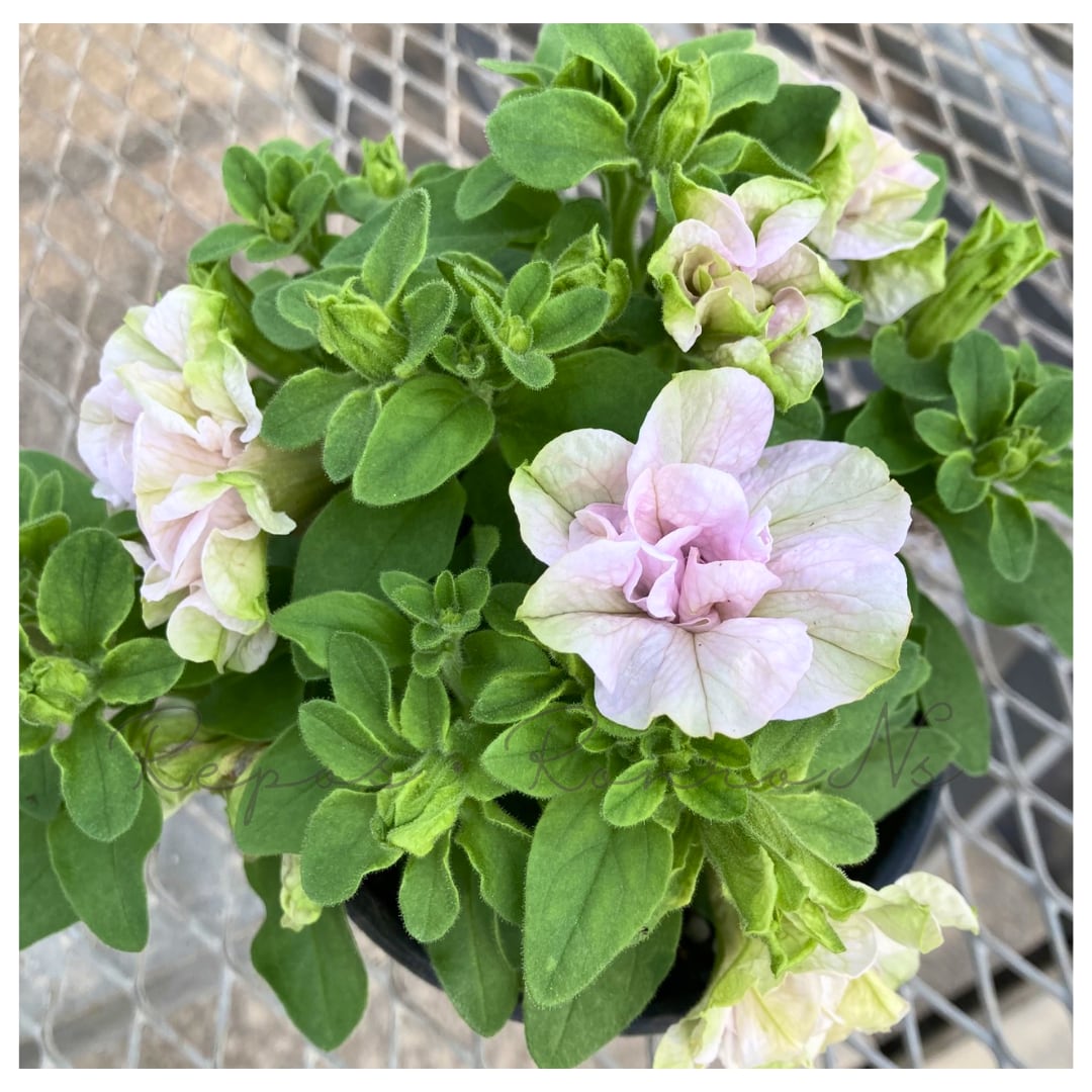 ペチュニア:さくらもち(3.5号)ゲブラさん新品種 ペチュニア苗 ゲブラナガトミヨ 1年草