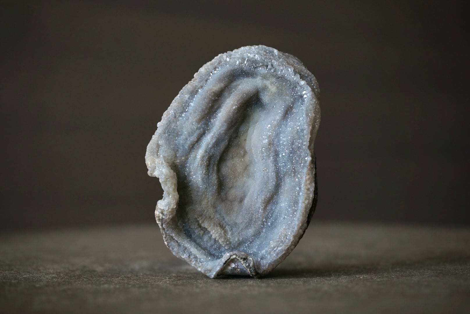 【コレクターズアイテム】コンドルアゲート コンシャ・アゲート Concha Agate 1822 | 叙景 jokei