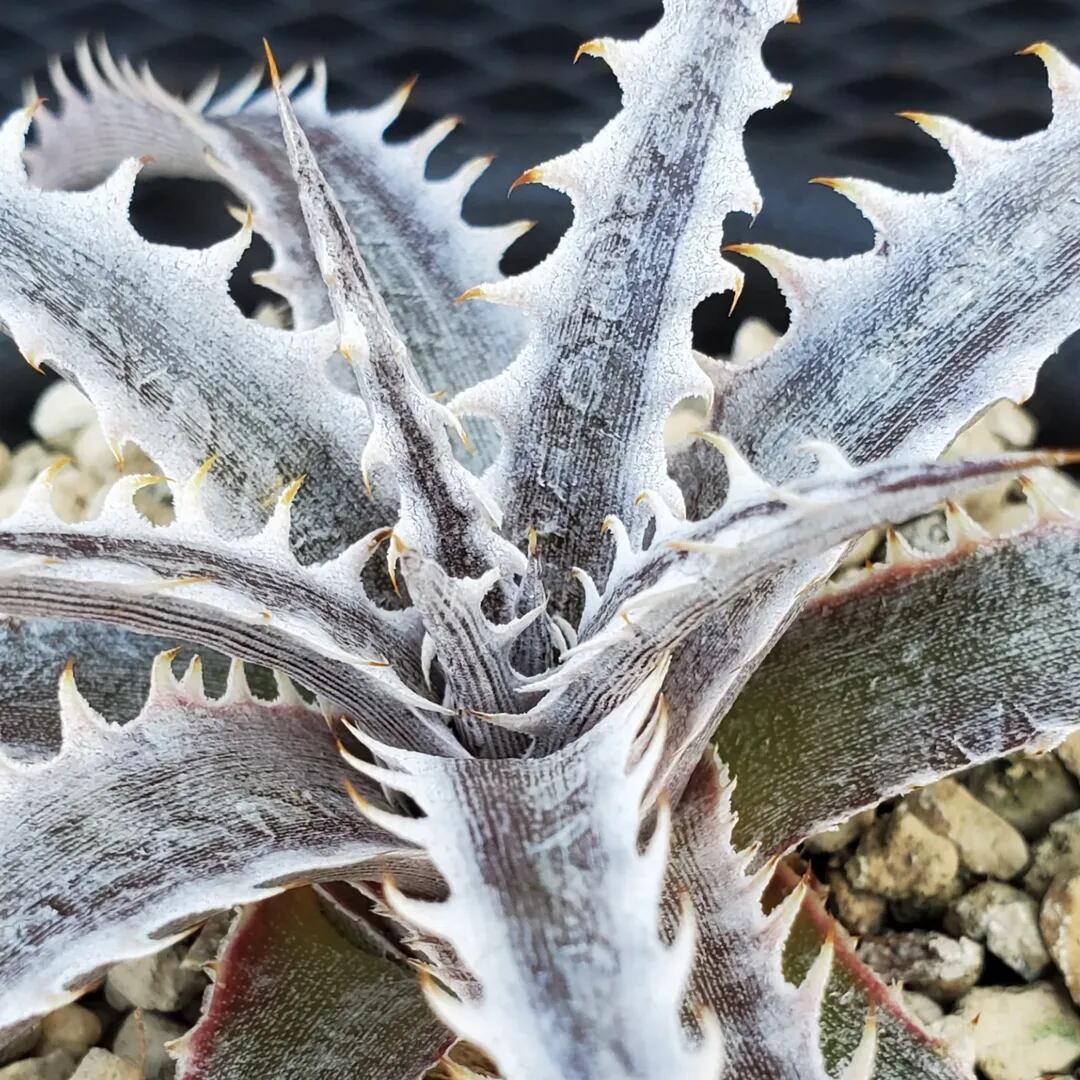 F00500_Dyckia 'Little Wing' F2 (NNN-LWF2-002)：ディッキア・リトル