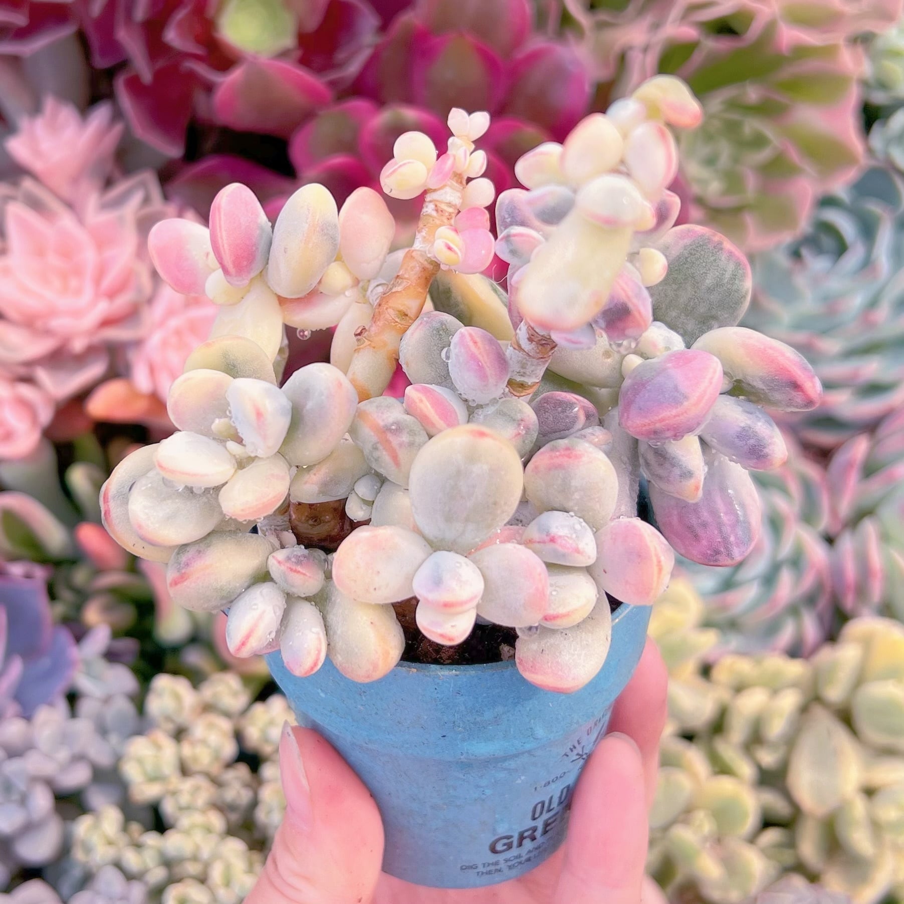 現品　達磨福娘錦#588　新入荷　るる農園