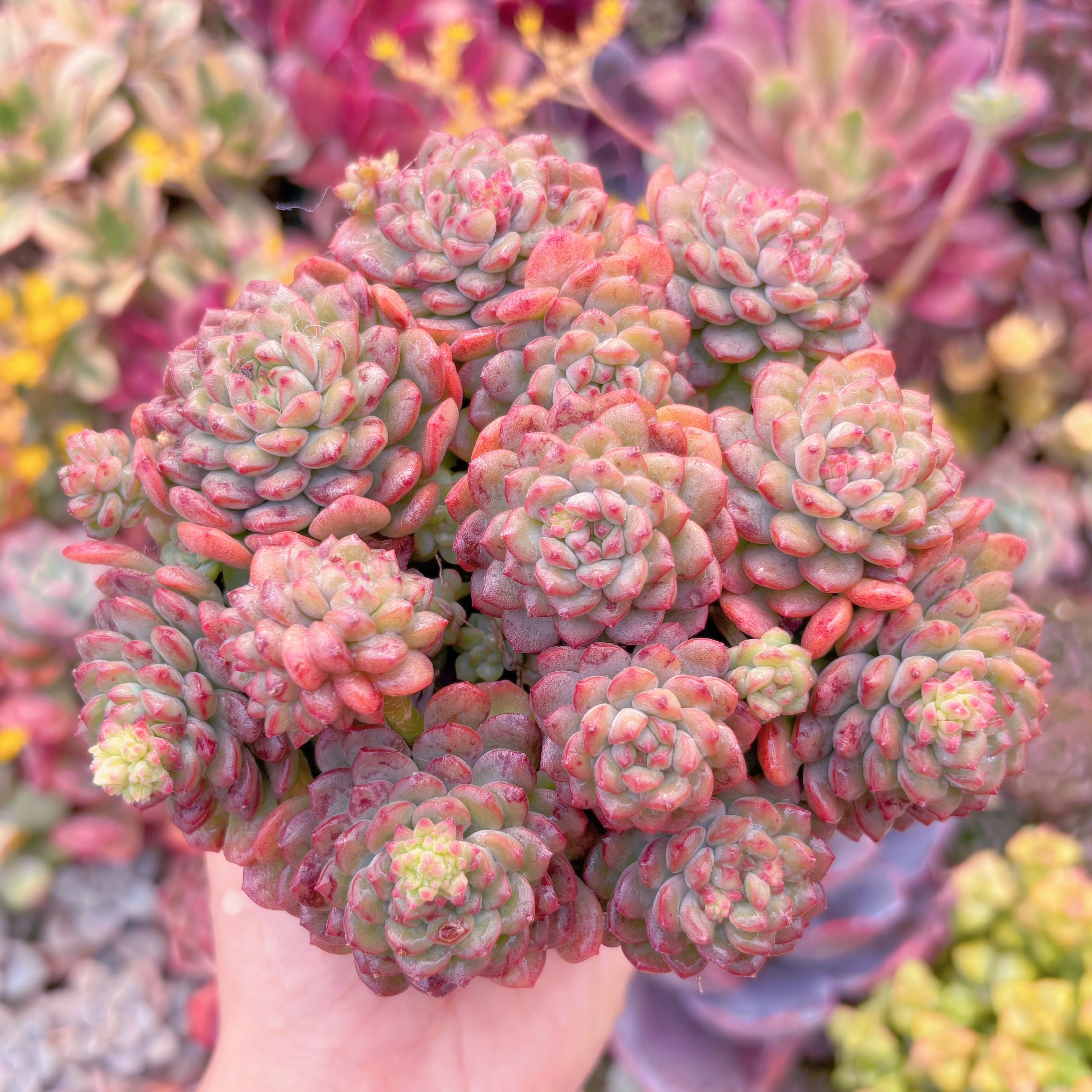 現品　コルネット#M101   大群生　るる農園