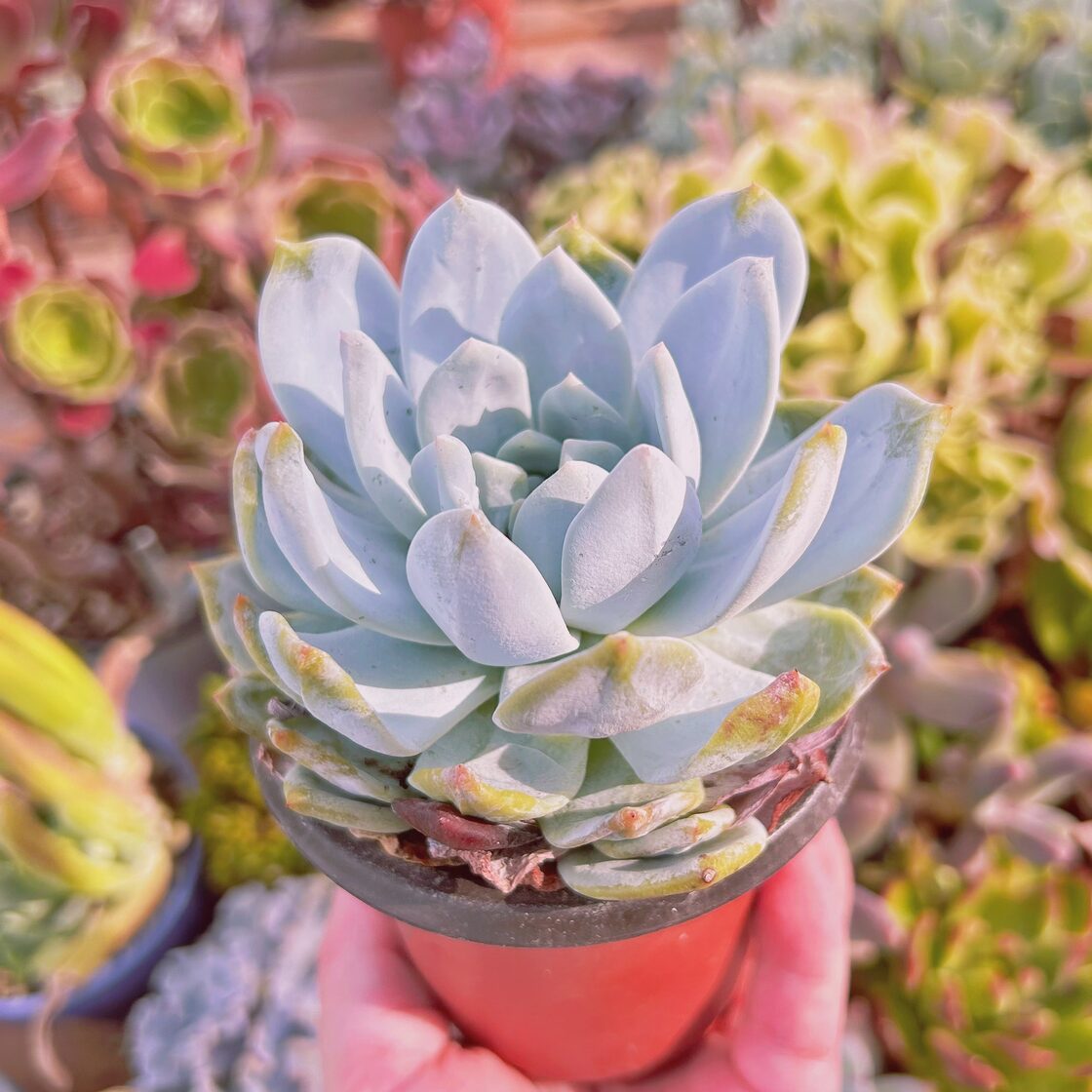 現物 多肉植物 ピンクモンロー 特大 抜き苗 | PAY ID