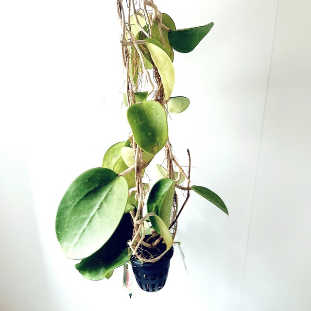 希少ホヤコレクション｜Hoya excavata（ホヤ・エクスカバータ）太陽園芸 × calm cafe