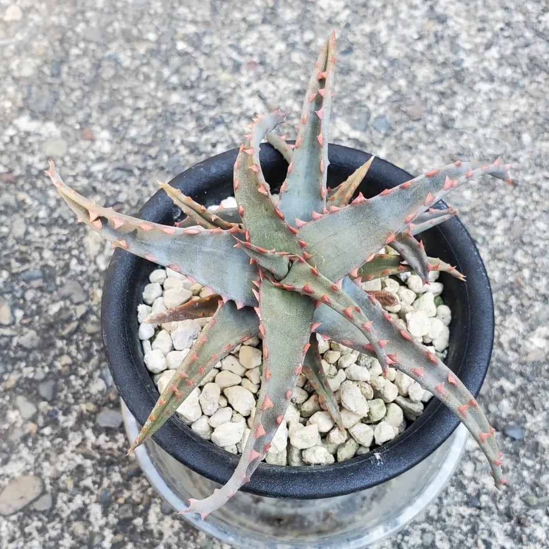 レアプランツ通販サイトPlants Maniax（プランツ・マニアックス）