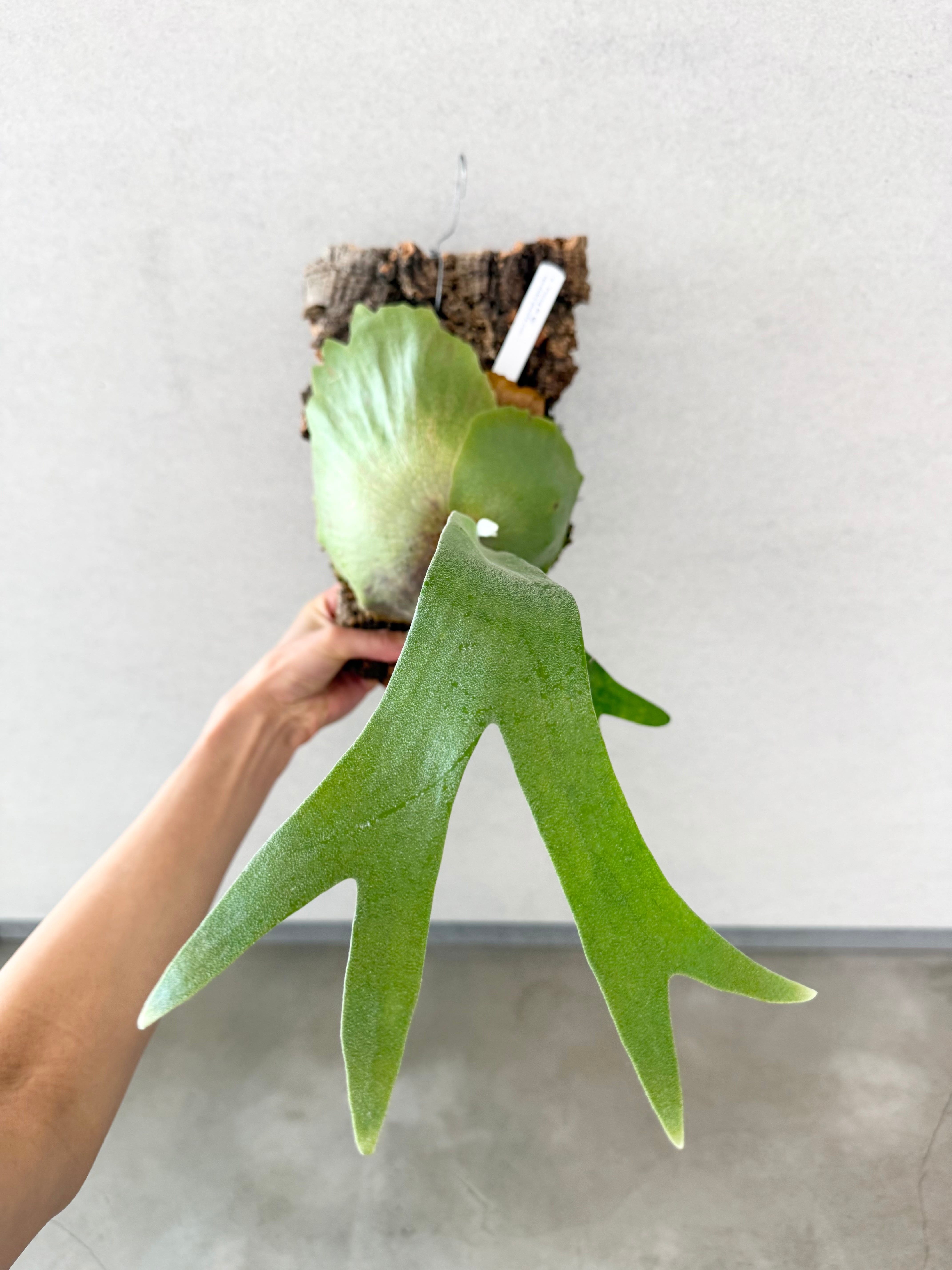a) P. 'Foong Si Qi' ビカクシダ 'フーンシキ' | vandaka plants