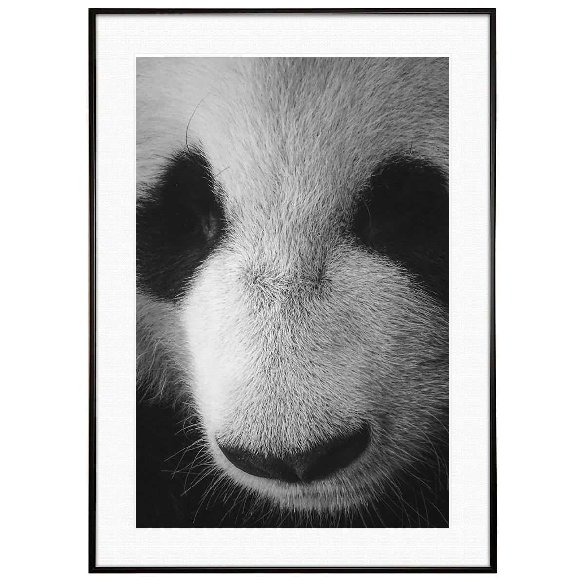 動物写真 ジャイアントパンダ インテリア モノクロアートポスター額装