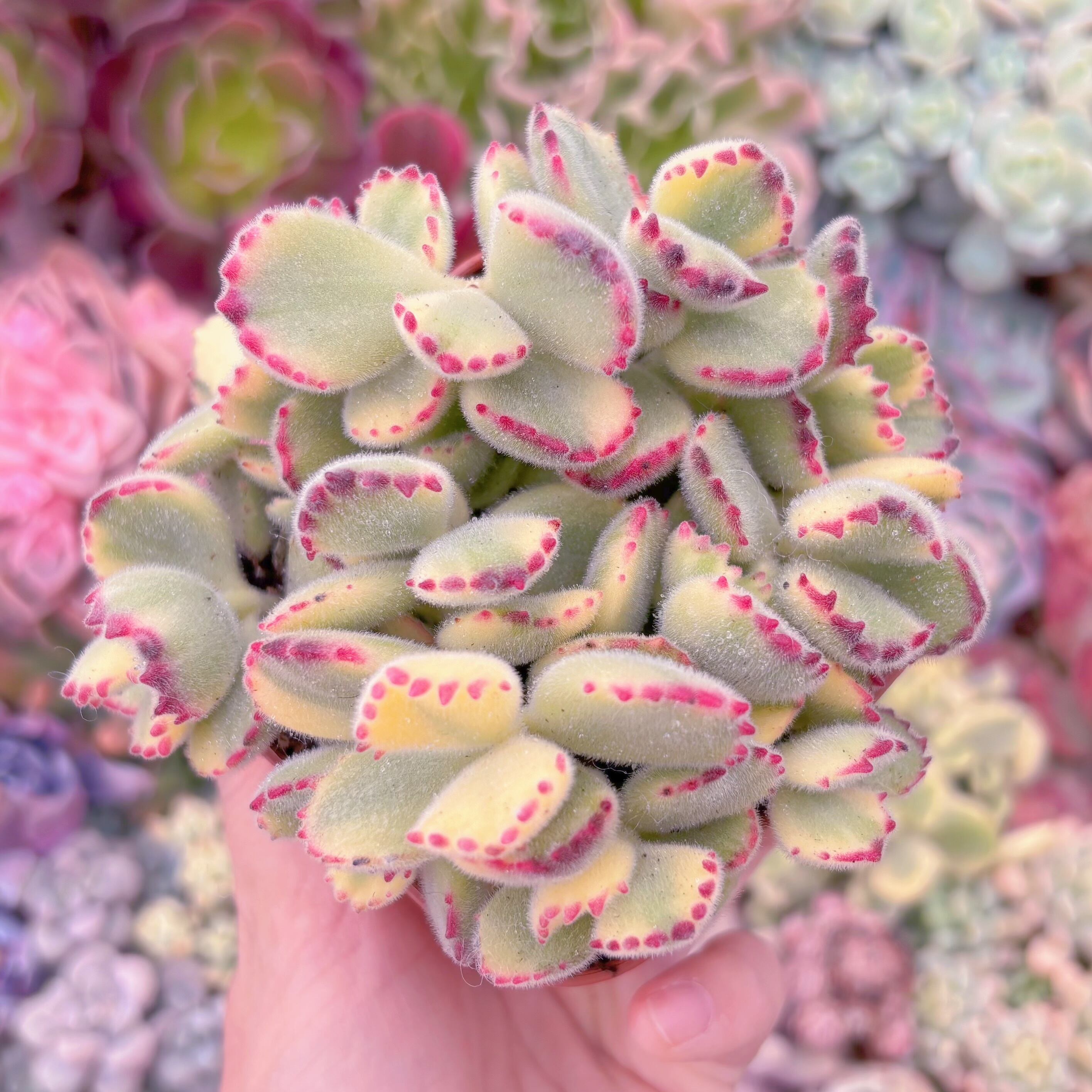 現品　白熊#275　群生　るる農園