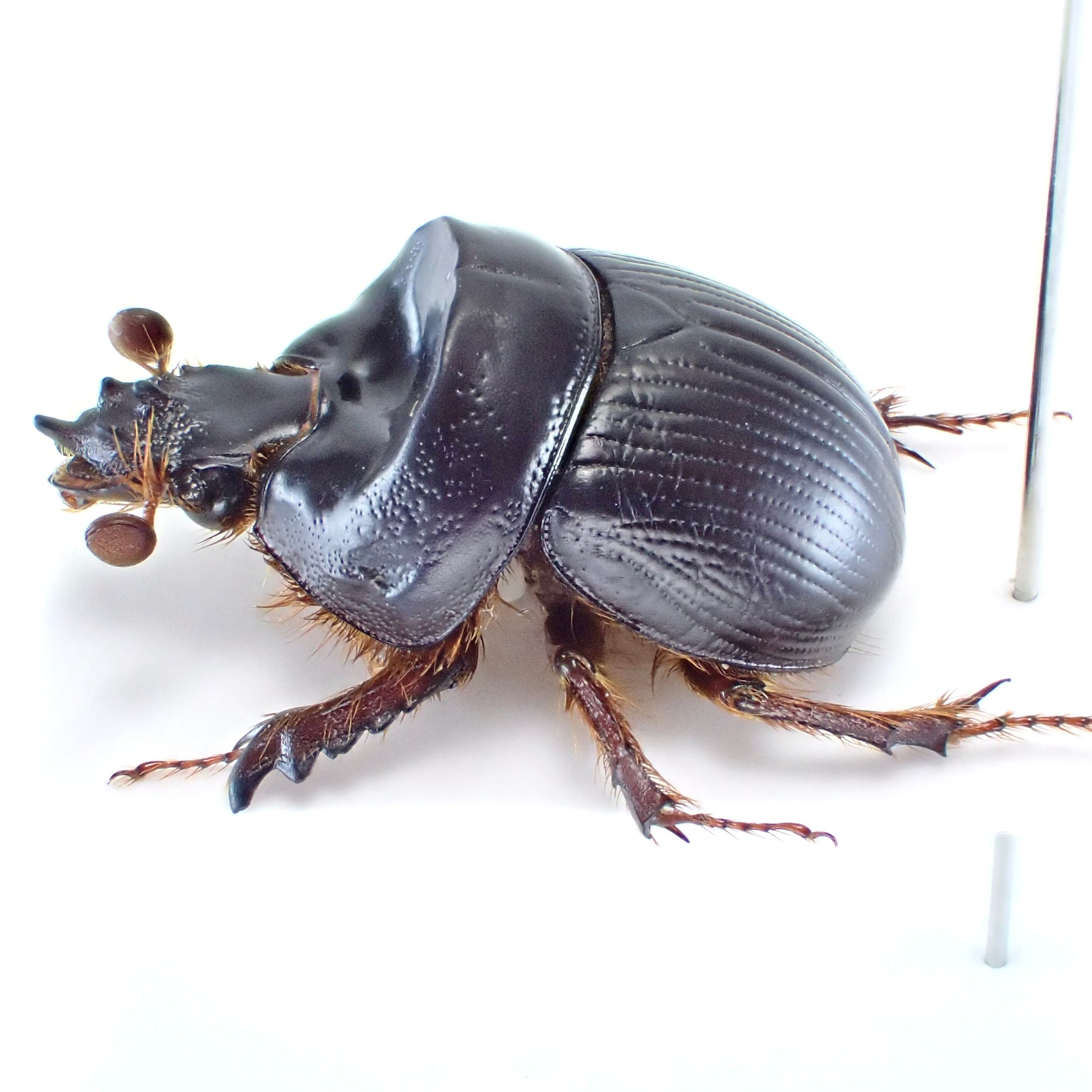 チリ産 Bolborhinum tubericeps ♂ 17mm | 昆虫標本 Diggers & Rollers
