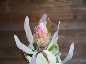 【現物】プロテア ”シルビア”　C