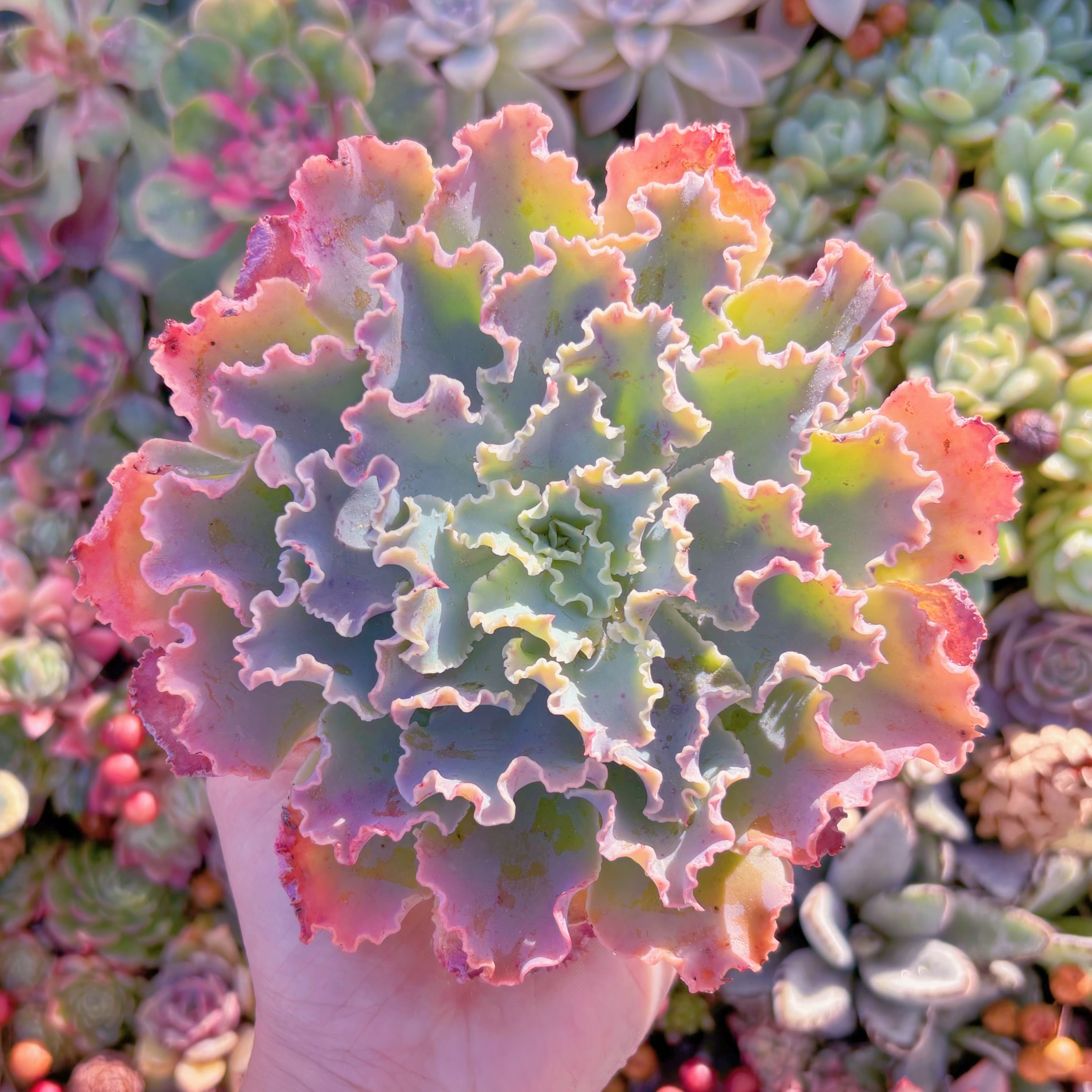 多肉植物　Blue Curls　大苗　新入荷　るる農園