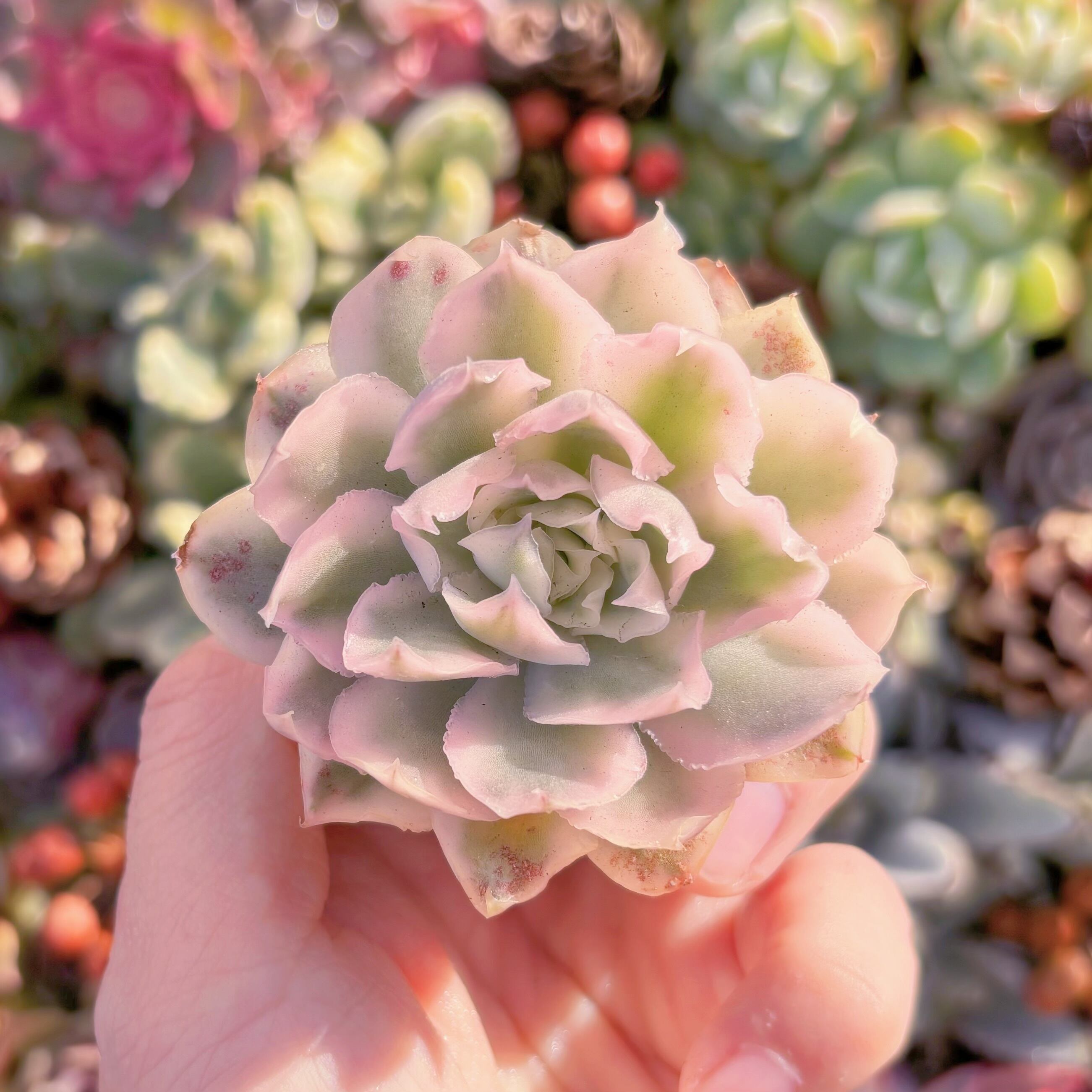 Top【選抜株】多肉植物　20282パープル　バタフライ錦 24個　鉢無し/脱土 多肉植物 パープルバタフライ錦 新入荷 るる農園 | るる農園~多肉植物専門