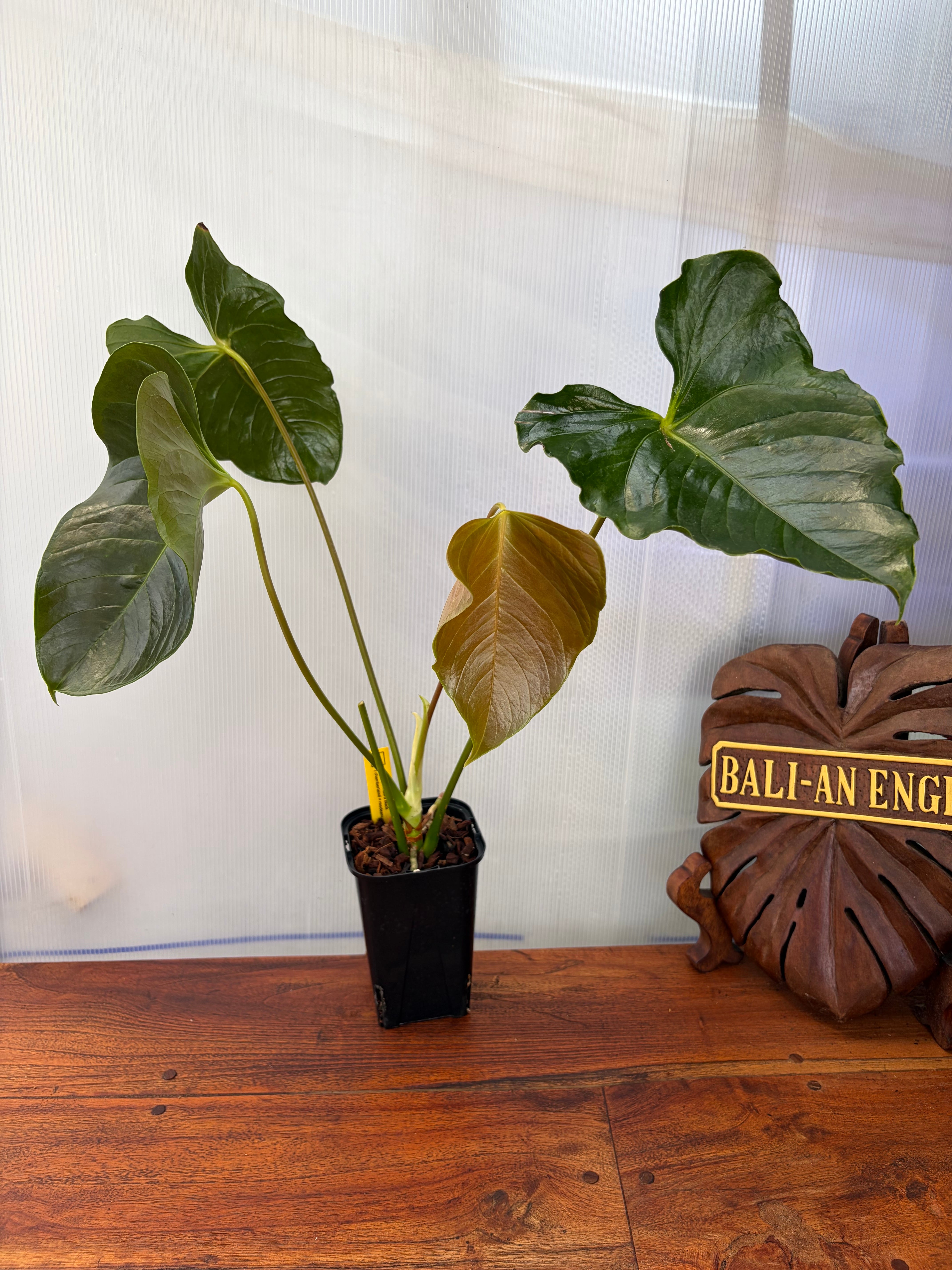 Anthurium | BALI-AN 園芸