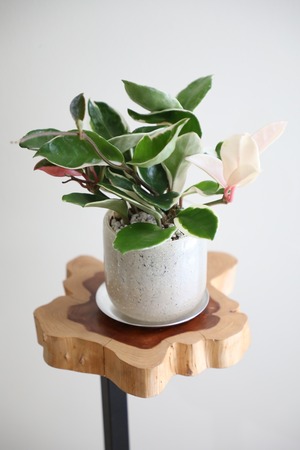 【S】ホヤ リップカラー/Hoya　※グラスポット付き