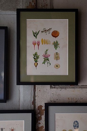 生物学額縁、形と色の妙 -biology print frame | アンティーク