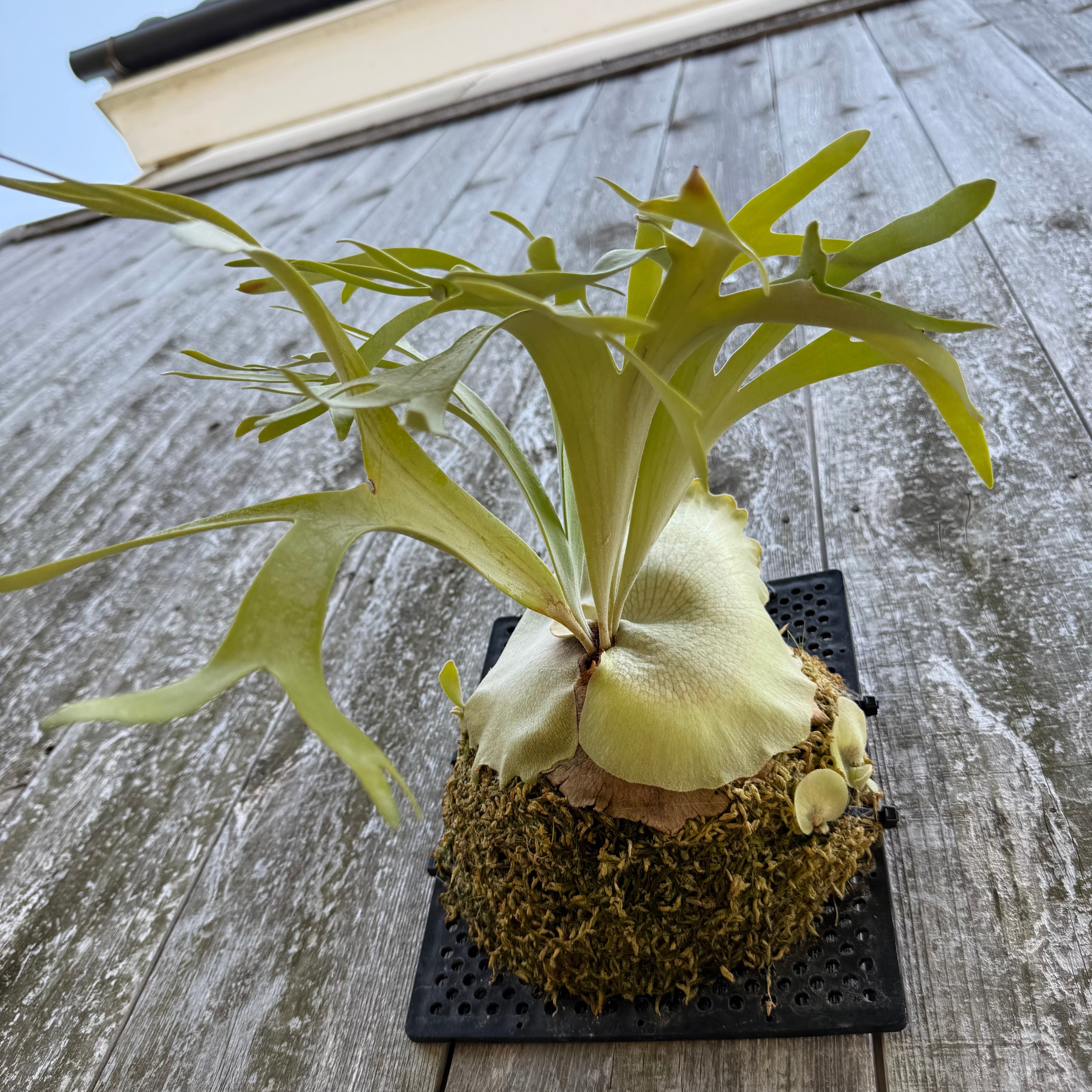 P. willinckii cv. Ryusei (pup) | naturefix