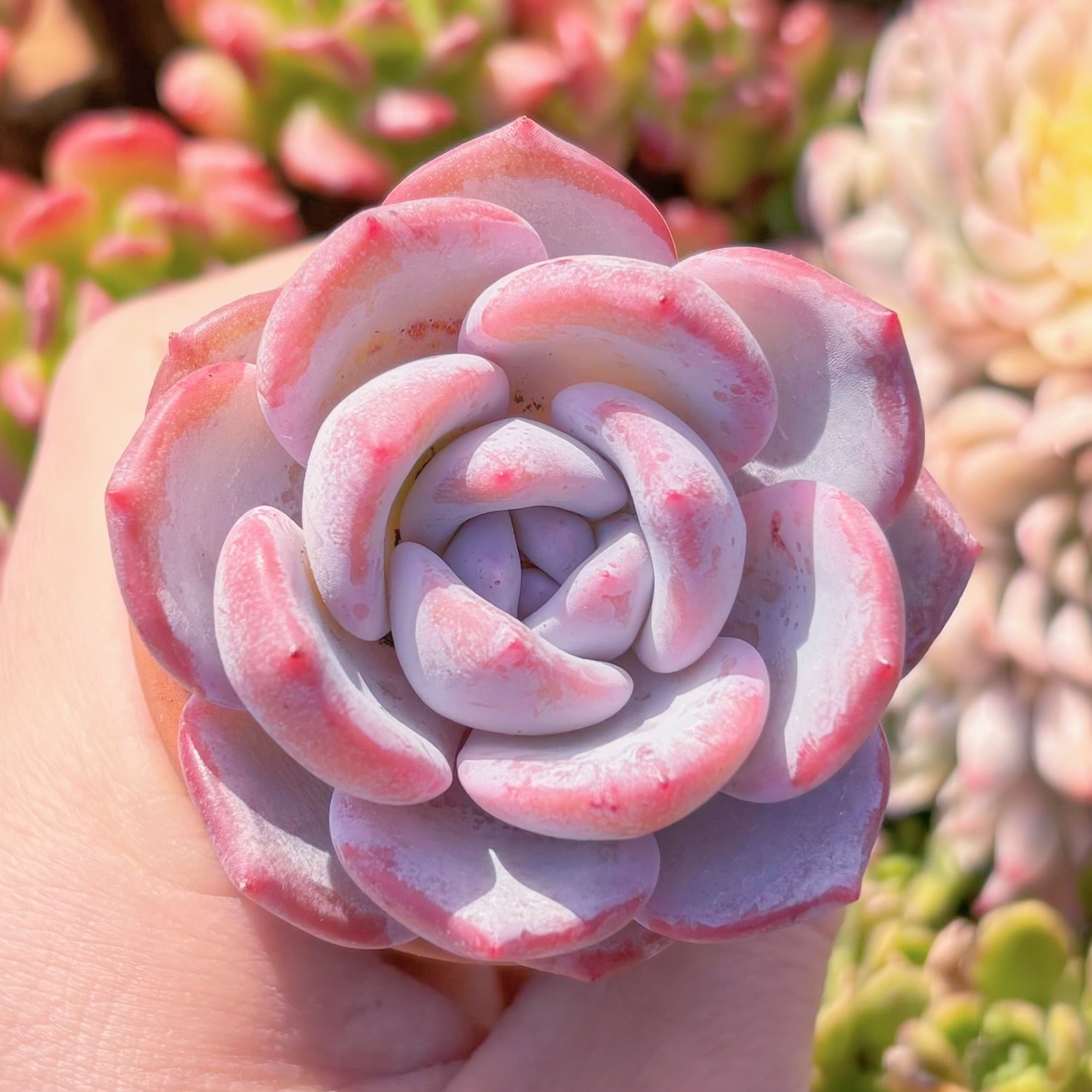 多肉植物 ミルクティー 新入荷 るる農園 | るる農園~多肉植物専門