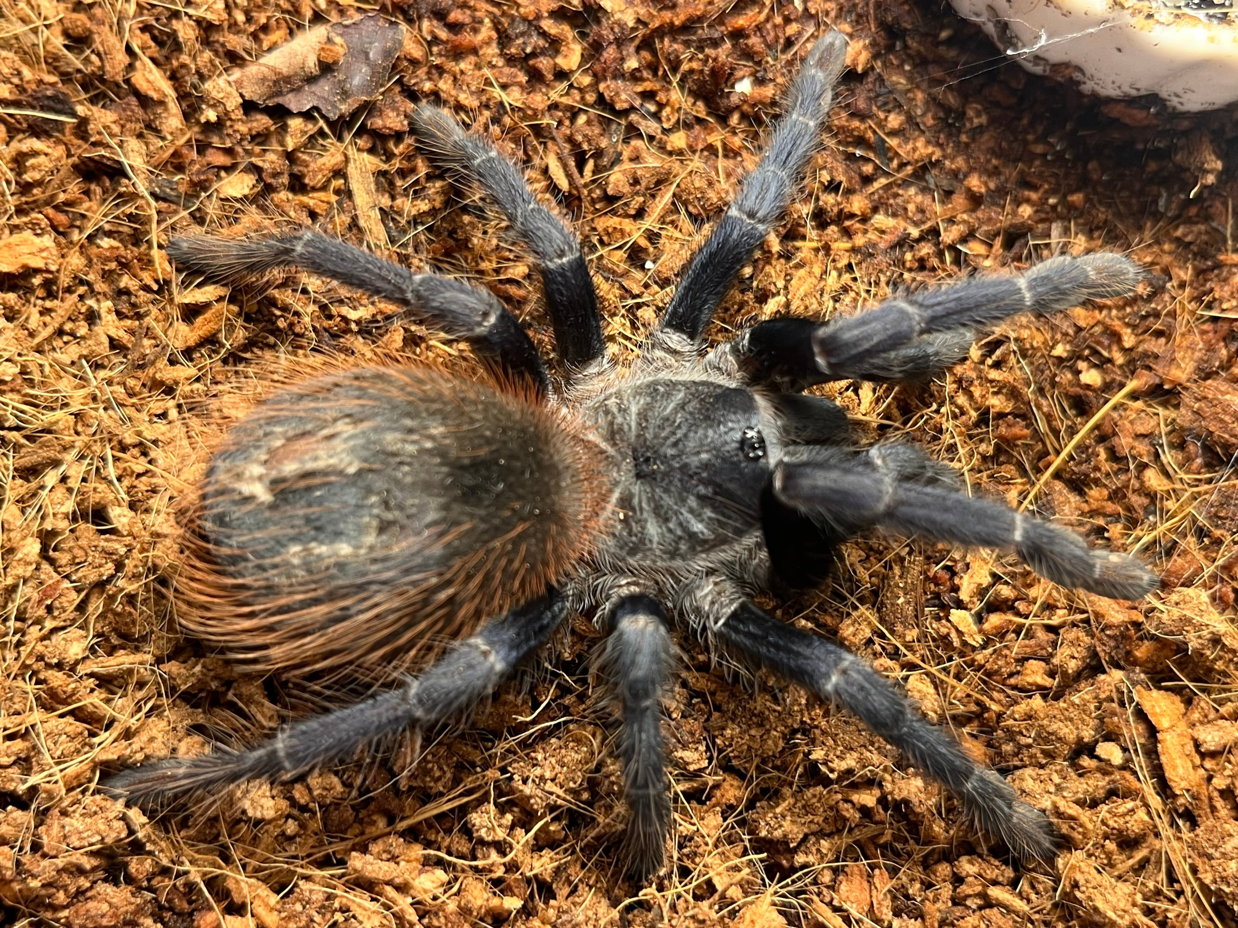 蠍標本】モロッカンブラックファットテールスコーピオン全長1cm程